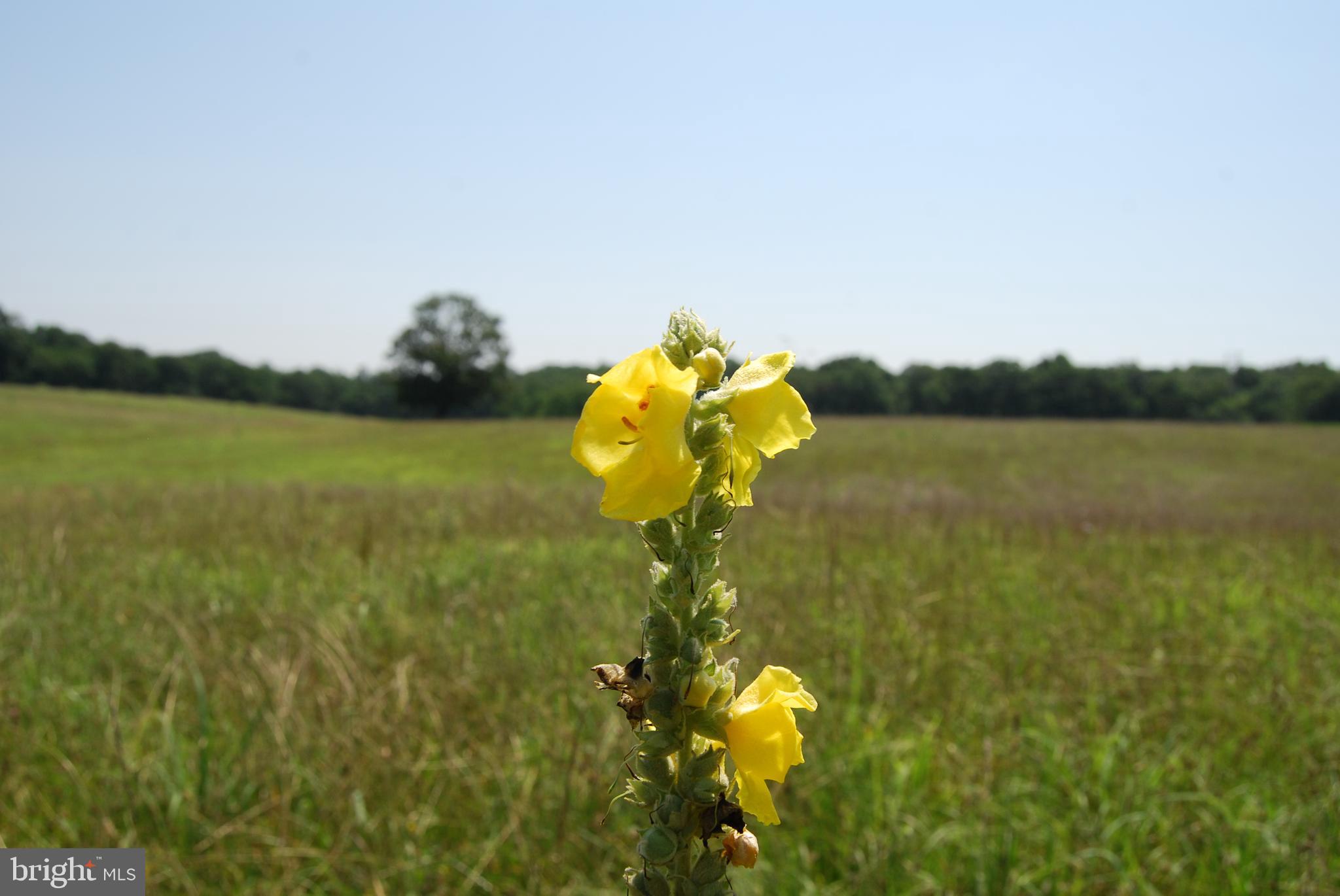 FOREST HEIGHTS - Residential