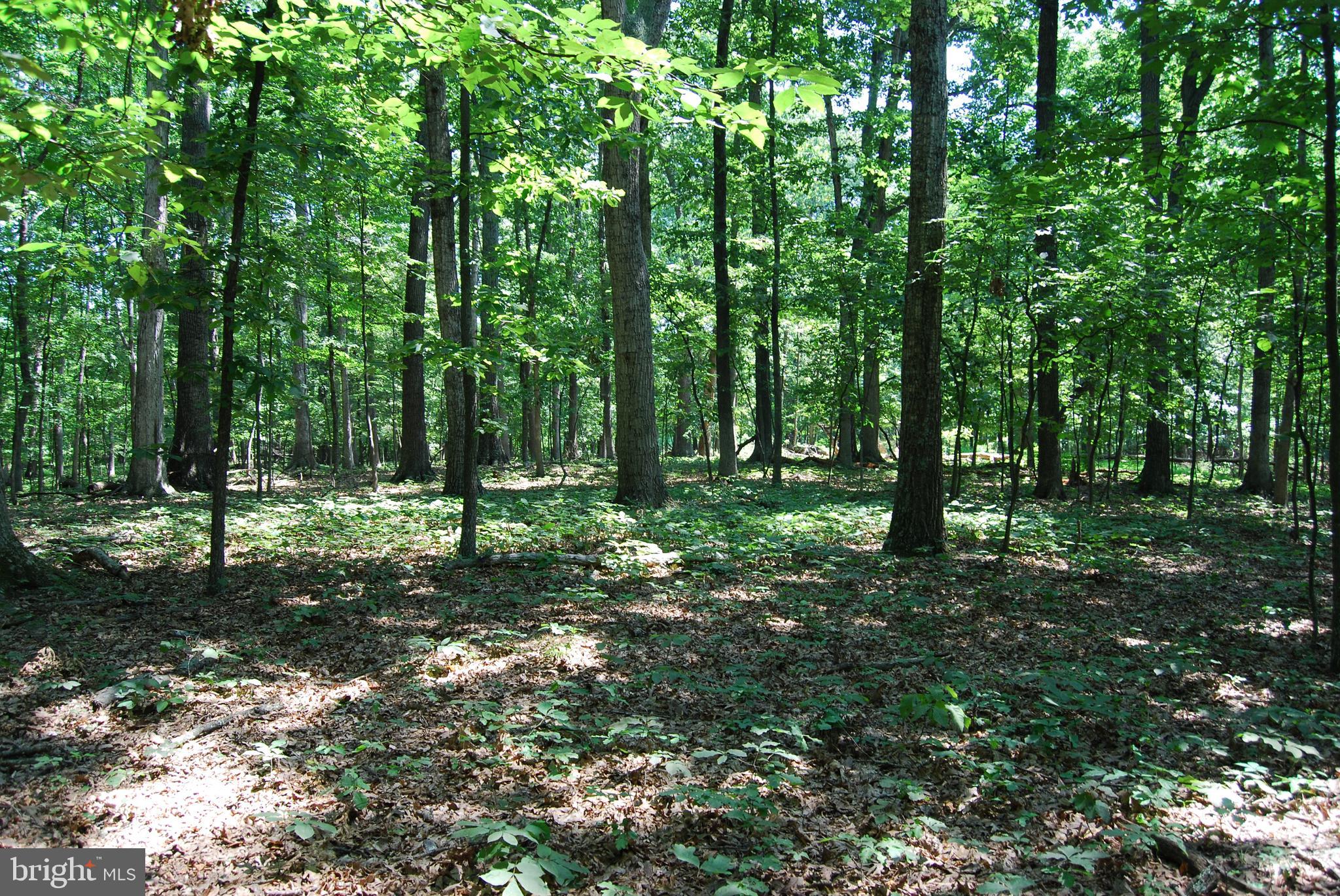 FOREST HEIGHTS - Residential