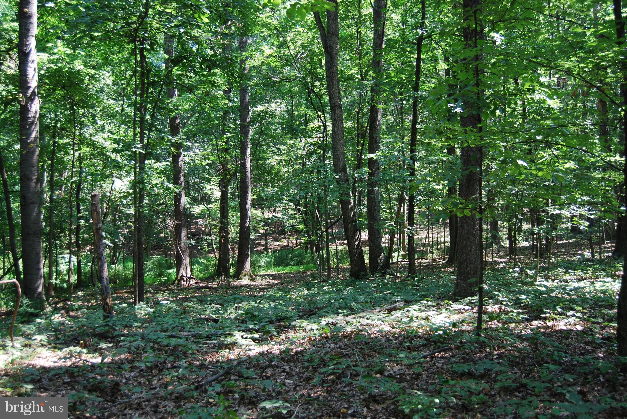 FOREST HEIGHTS - Residential