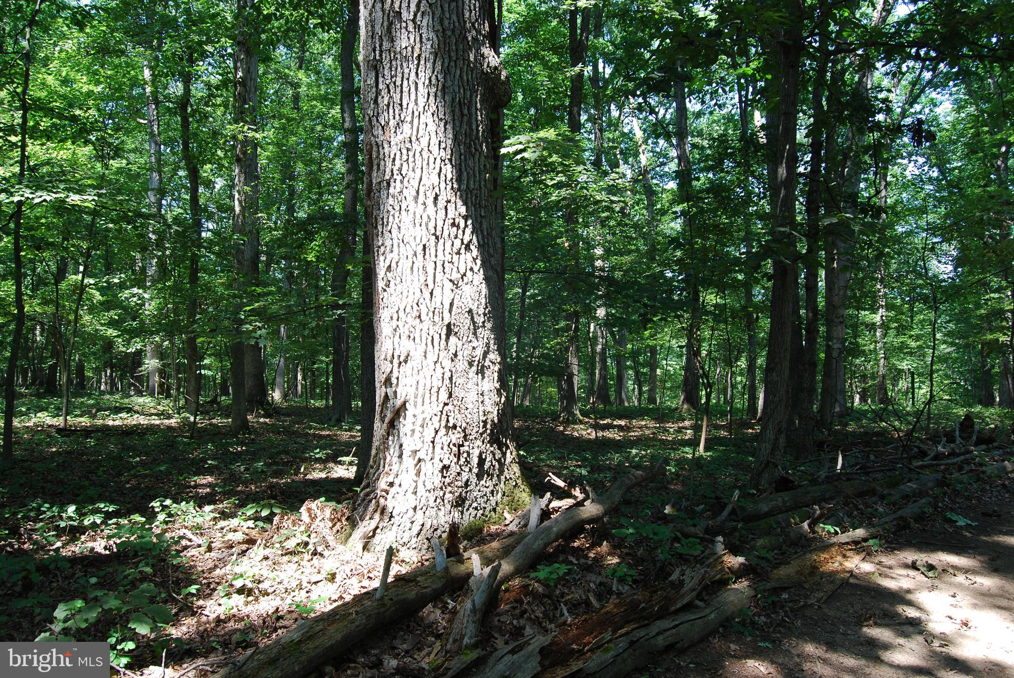 FOREST HEIGHTS - Residential