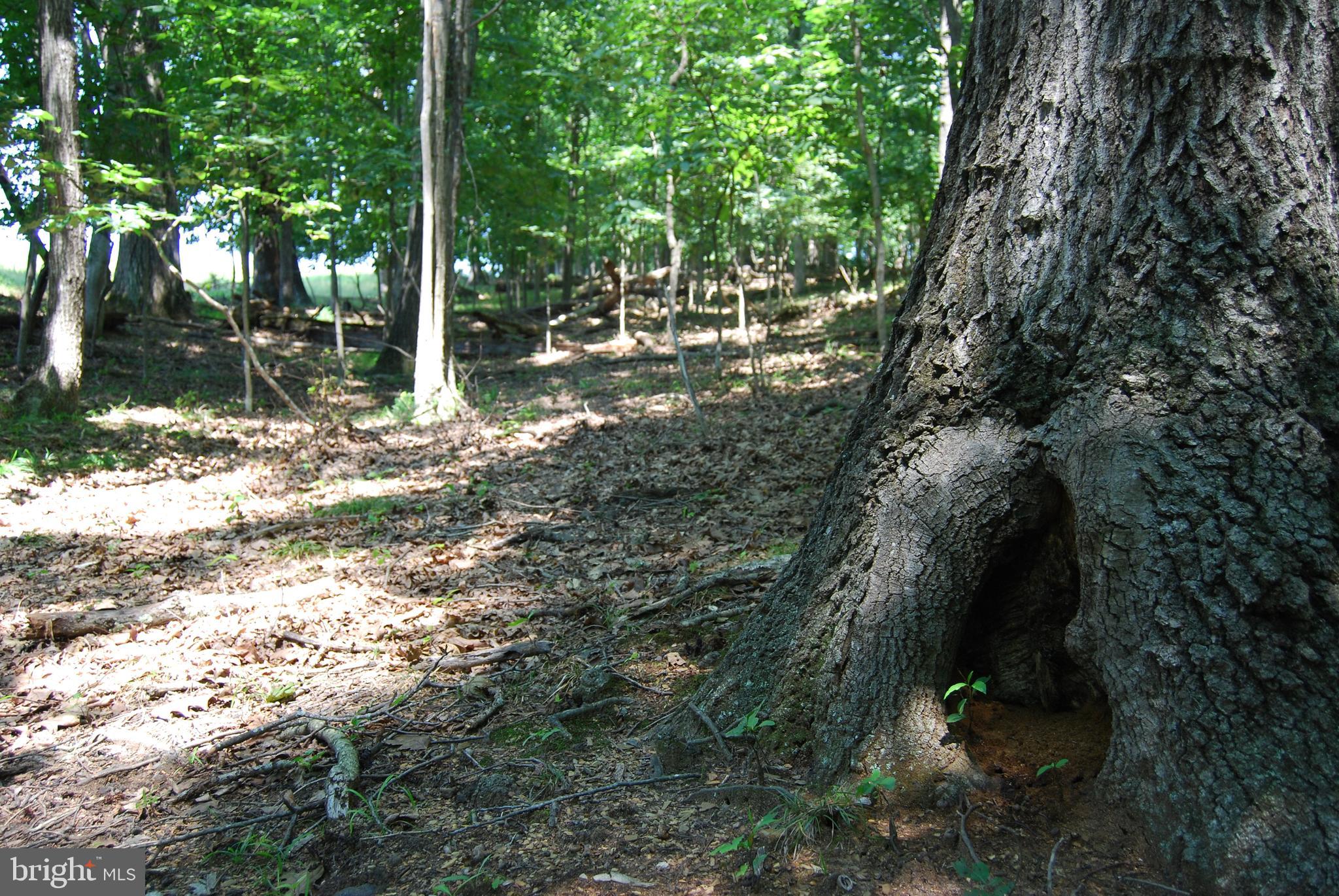 FOREST HEIGHTS - Residential