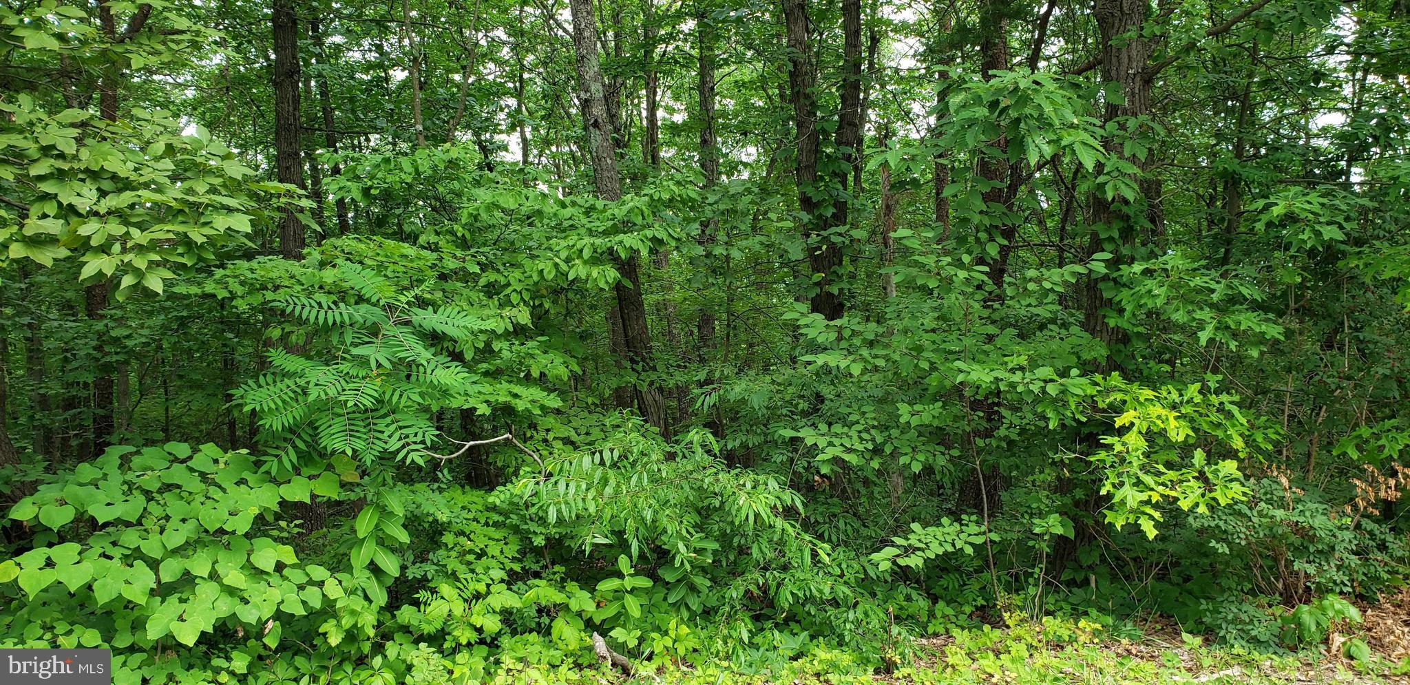 BRYCE  MOUNTAIN  RESORT - Land