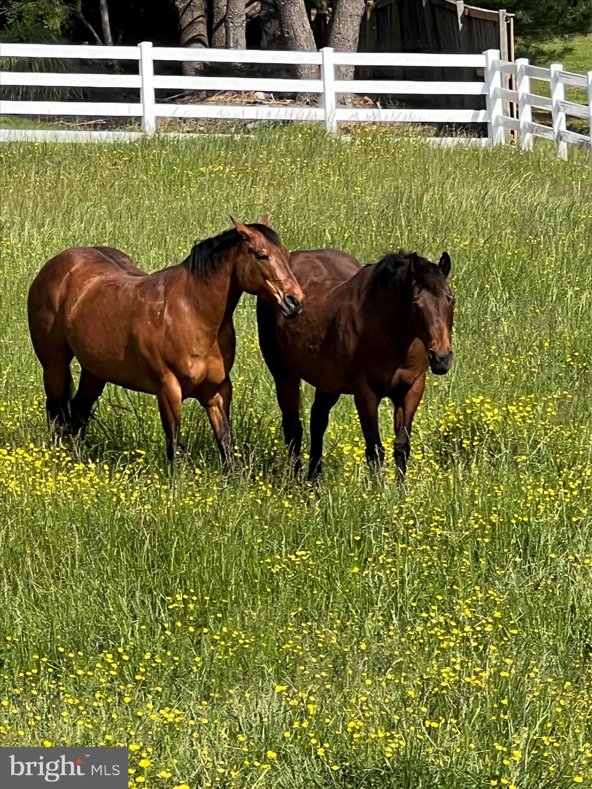 BRETTON WOODS - Residential