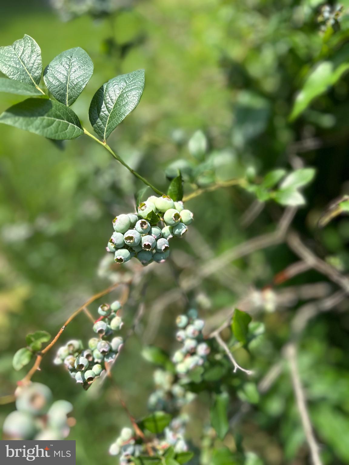 STONY CREEK BOULEVARD LOT C