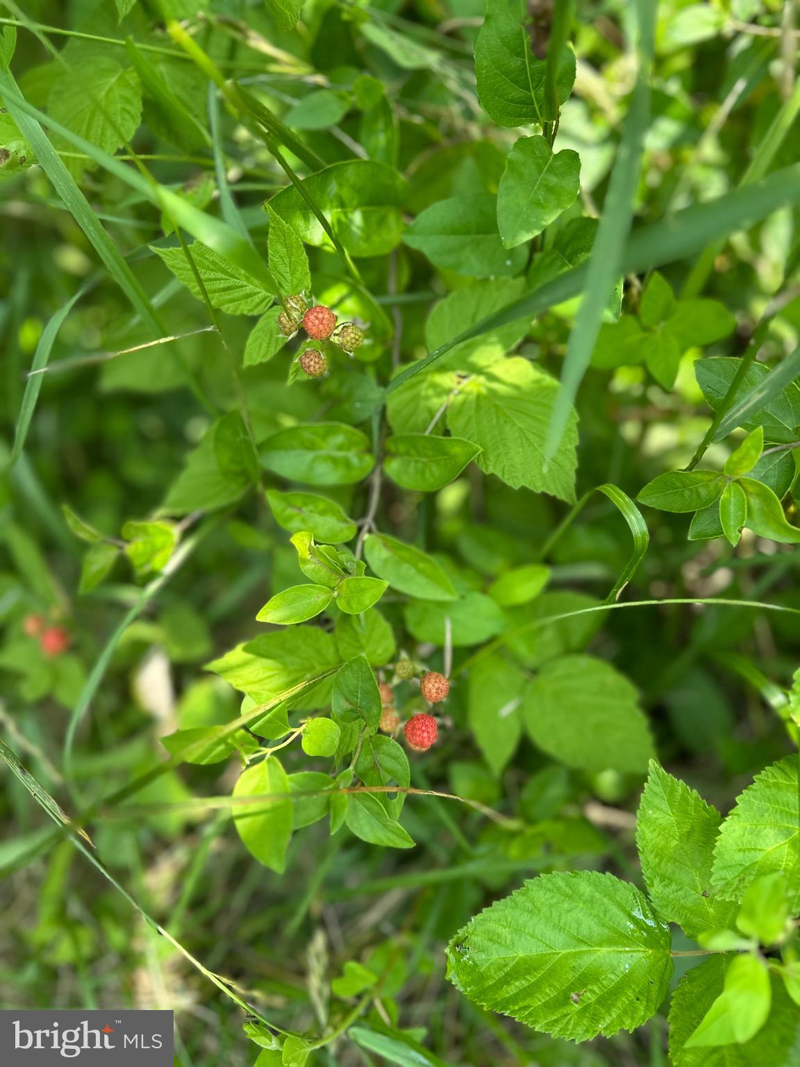 STONY CREEK BOULEVARD LOT C