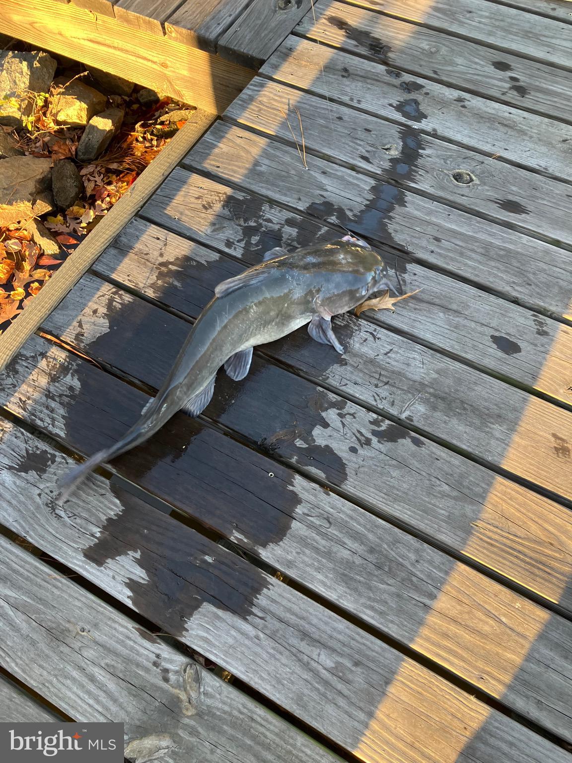 MILL POND ACRES (1) - Residential