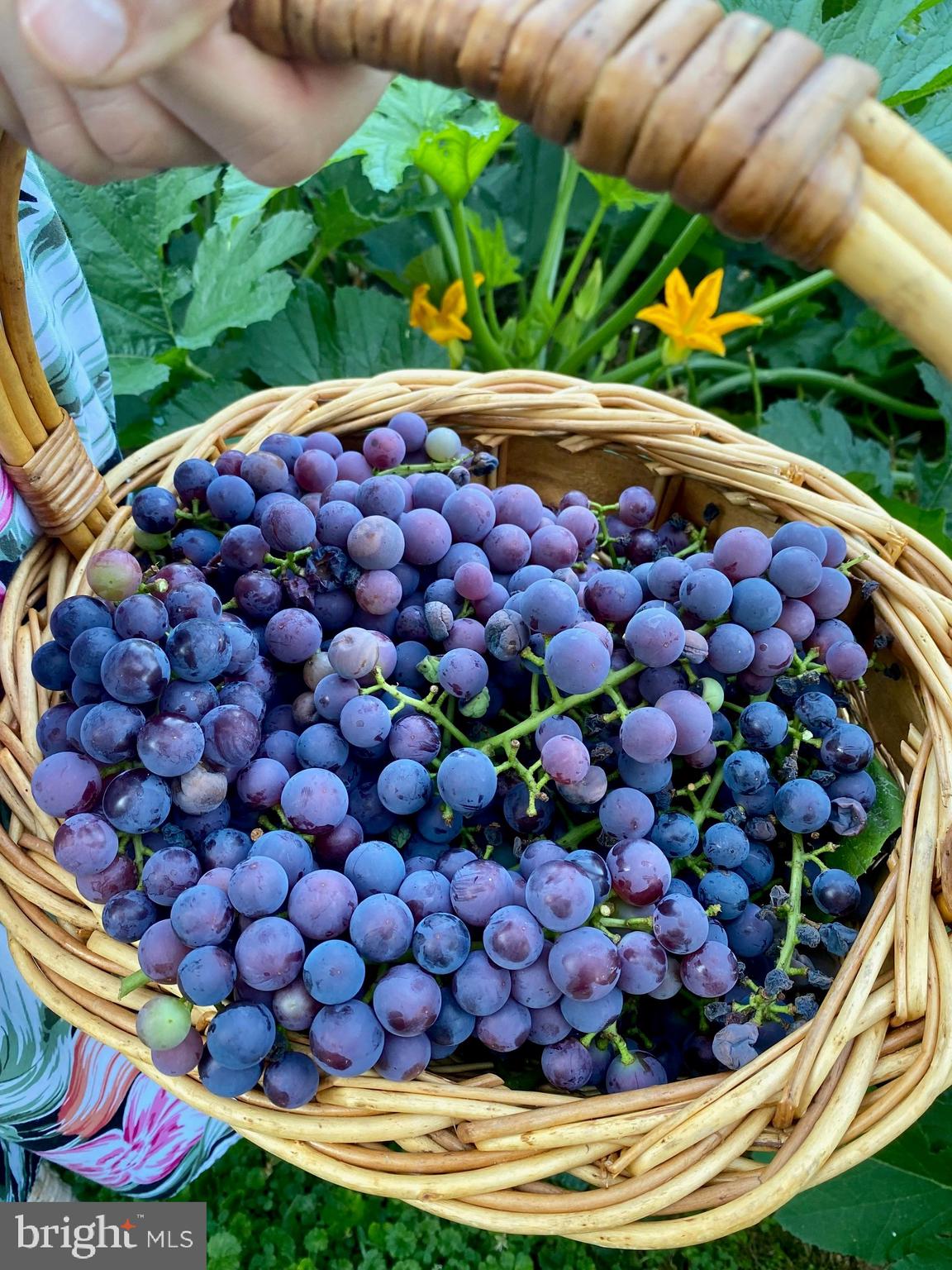 COLESVILLE FARM ESTATES - Residential