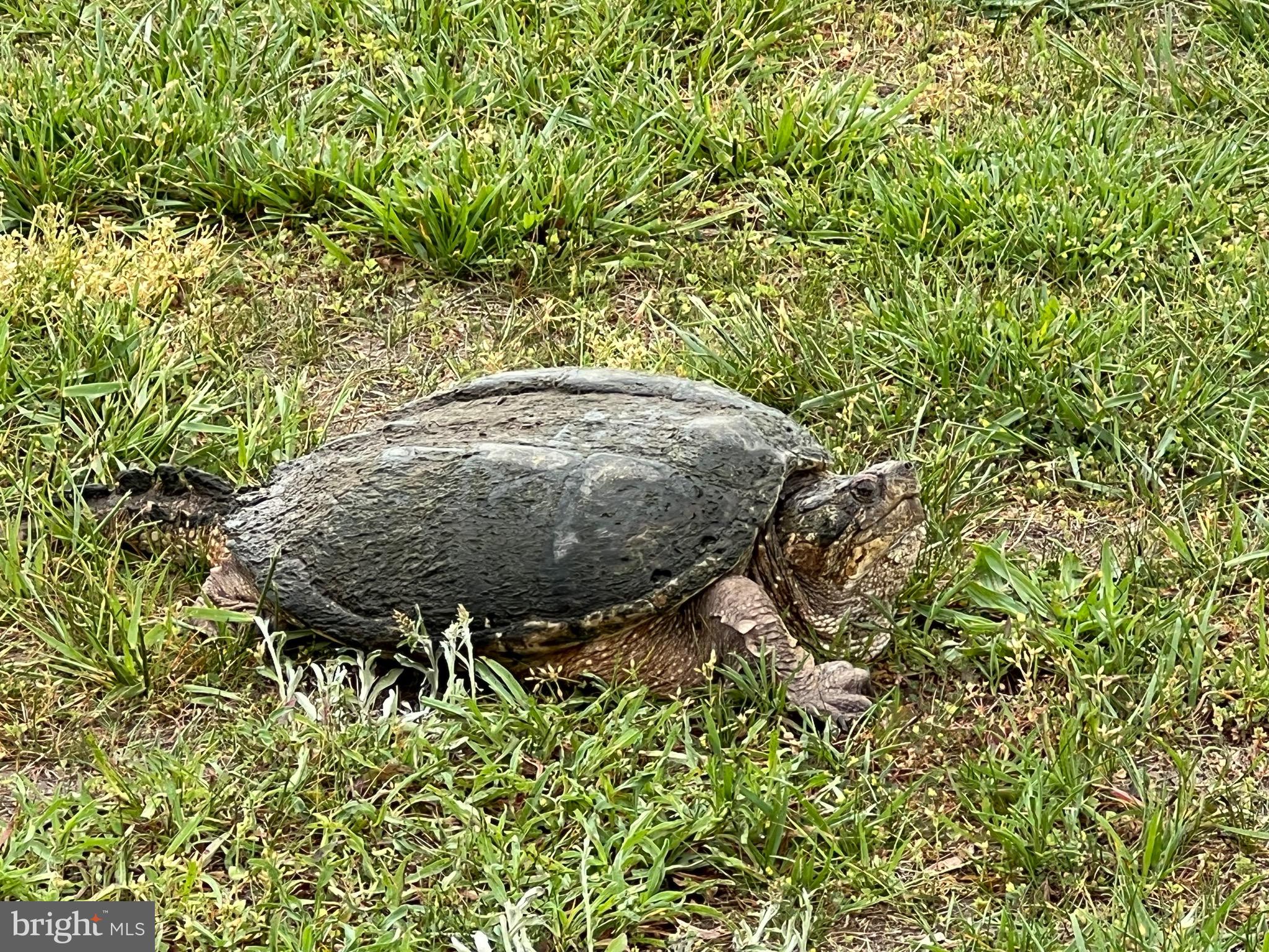 ASSATEAGUE PT RESORT - Residential
