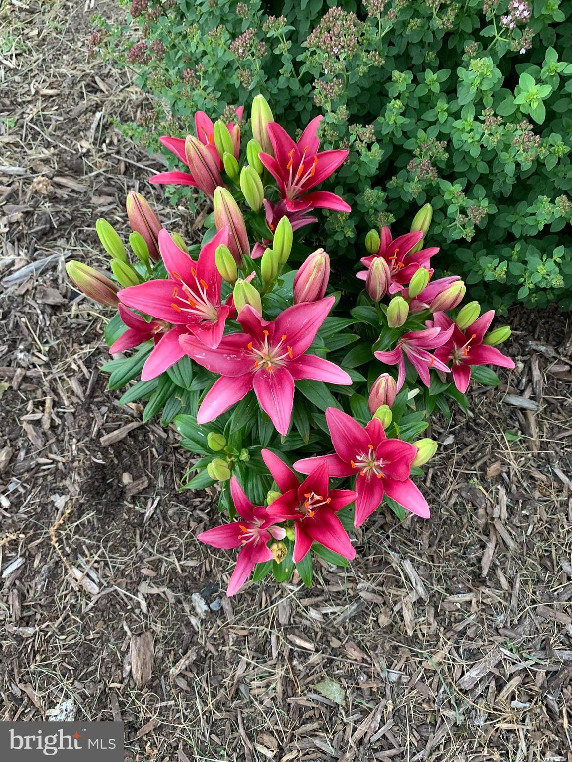 TROTTER FARMS - Residential