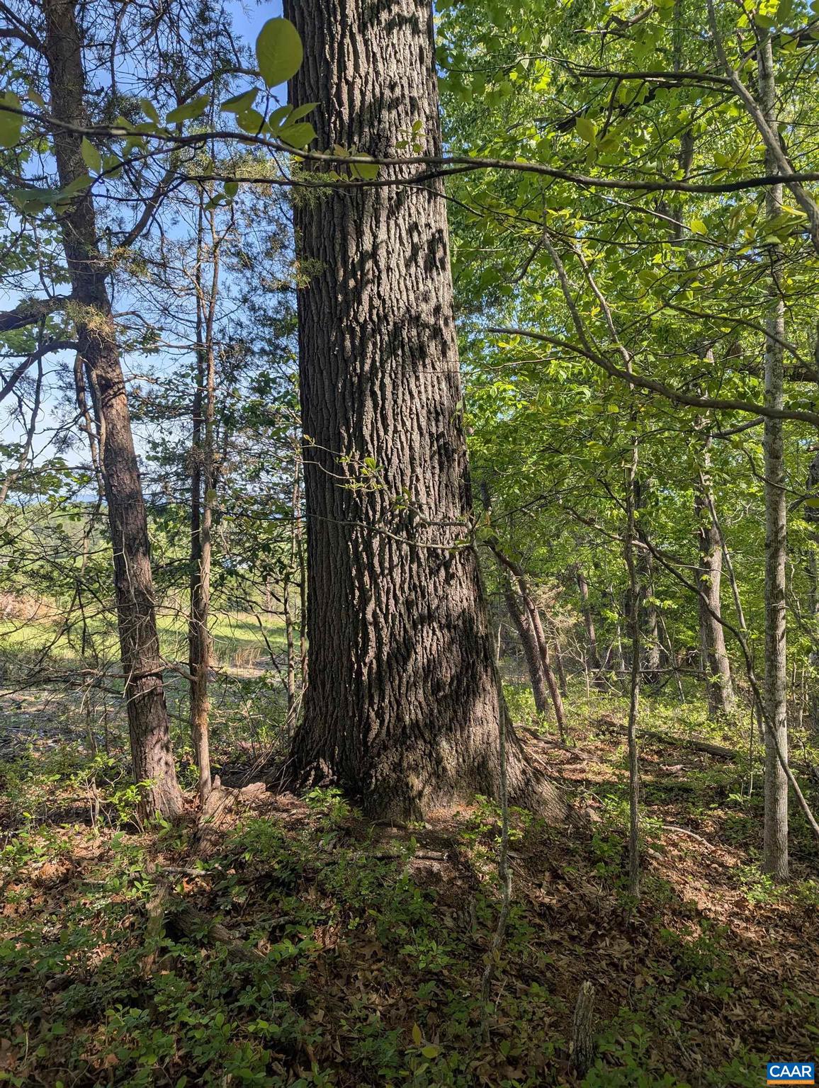 CENTENNIAL ESTATES - Land