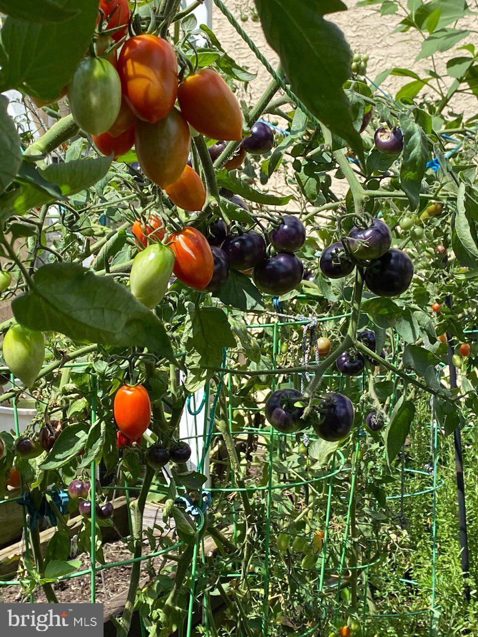 SOMERTON - Residential