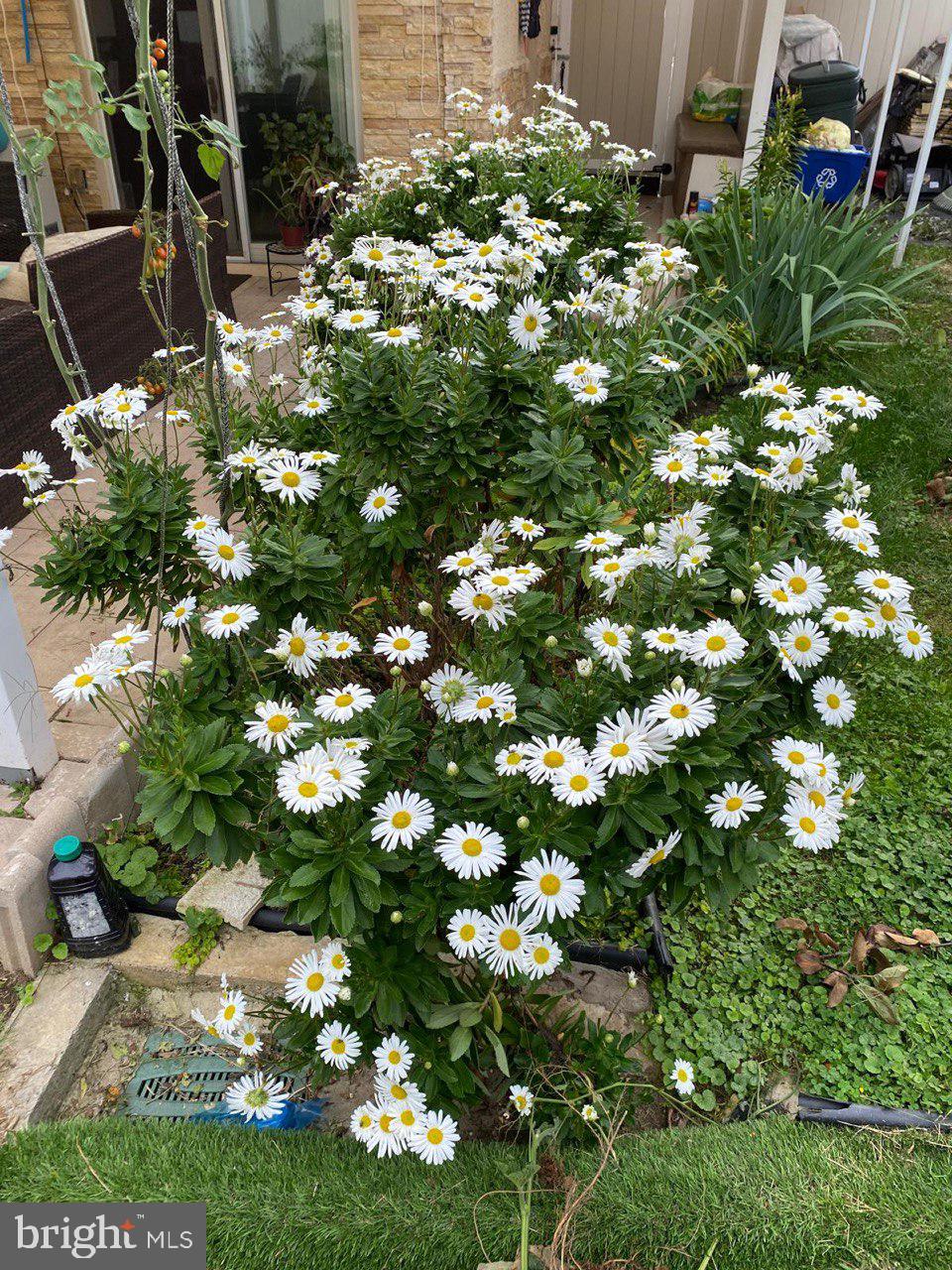 SOMERTON - Residential