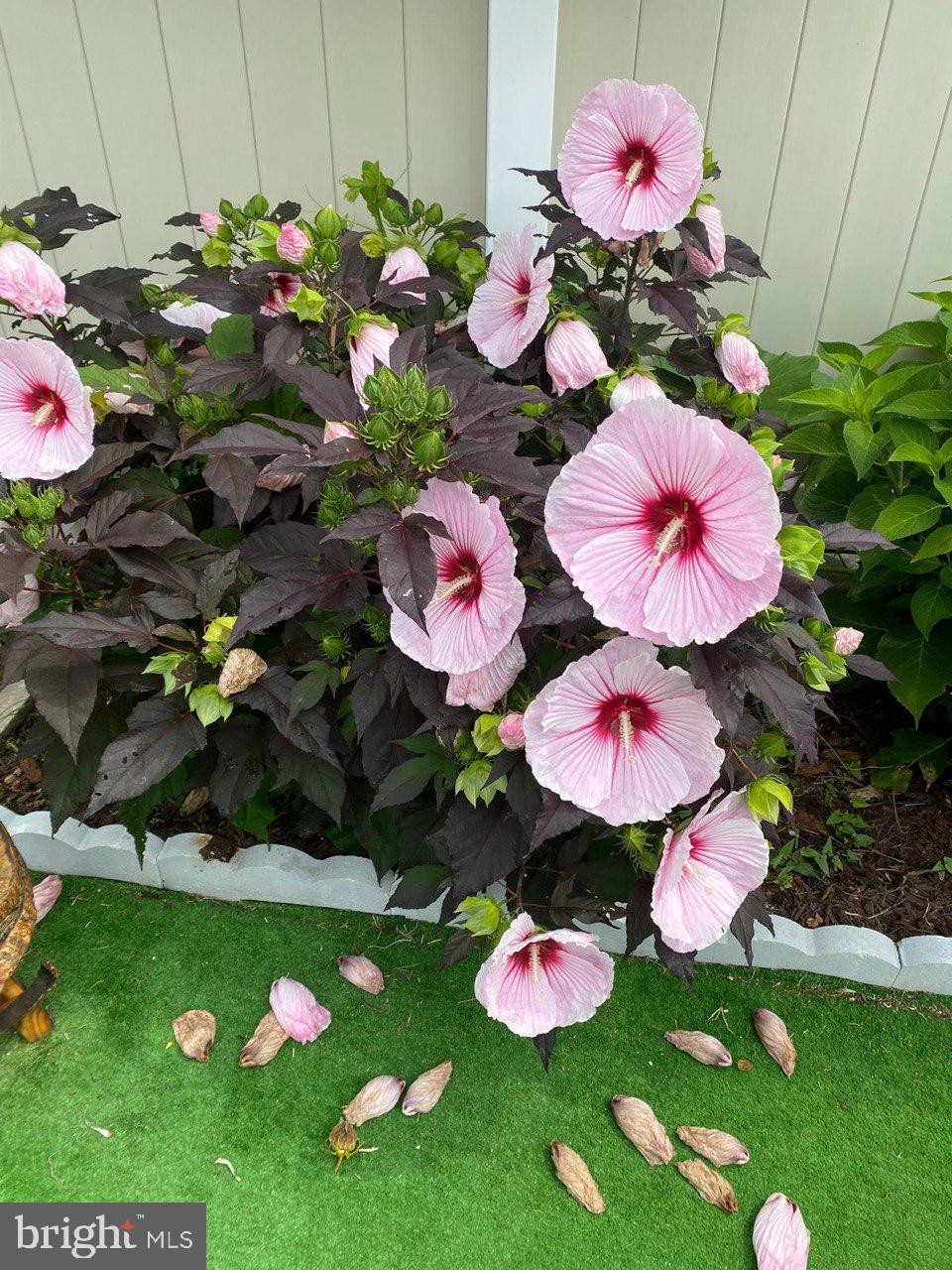 SOMERTON - Residential