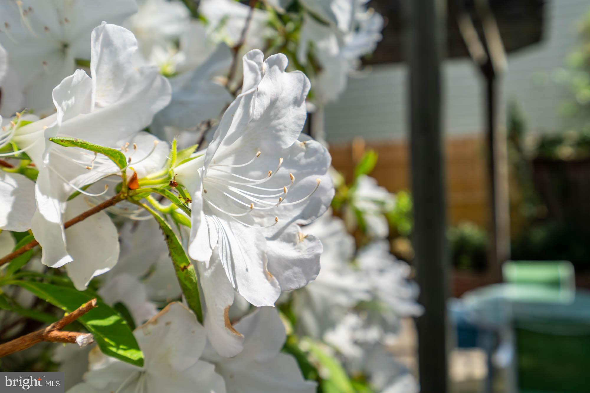 WESTGATE - Residential