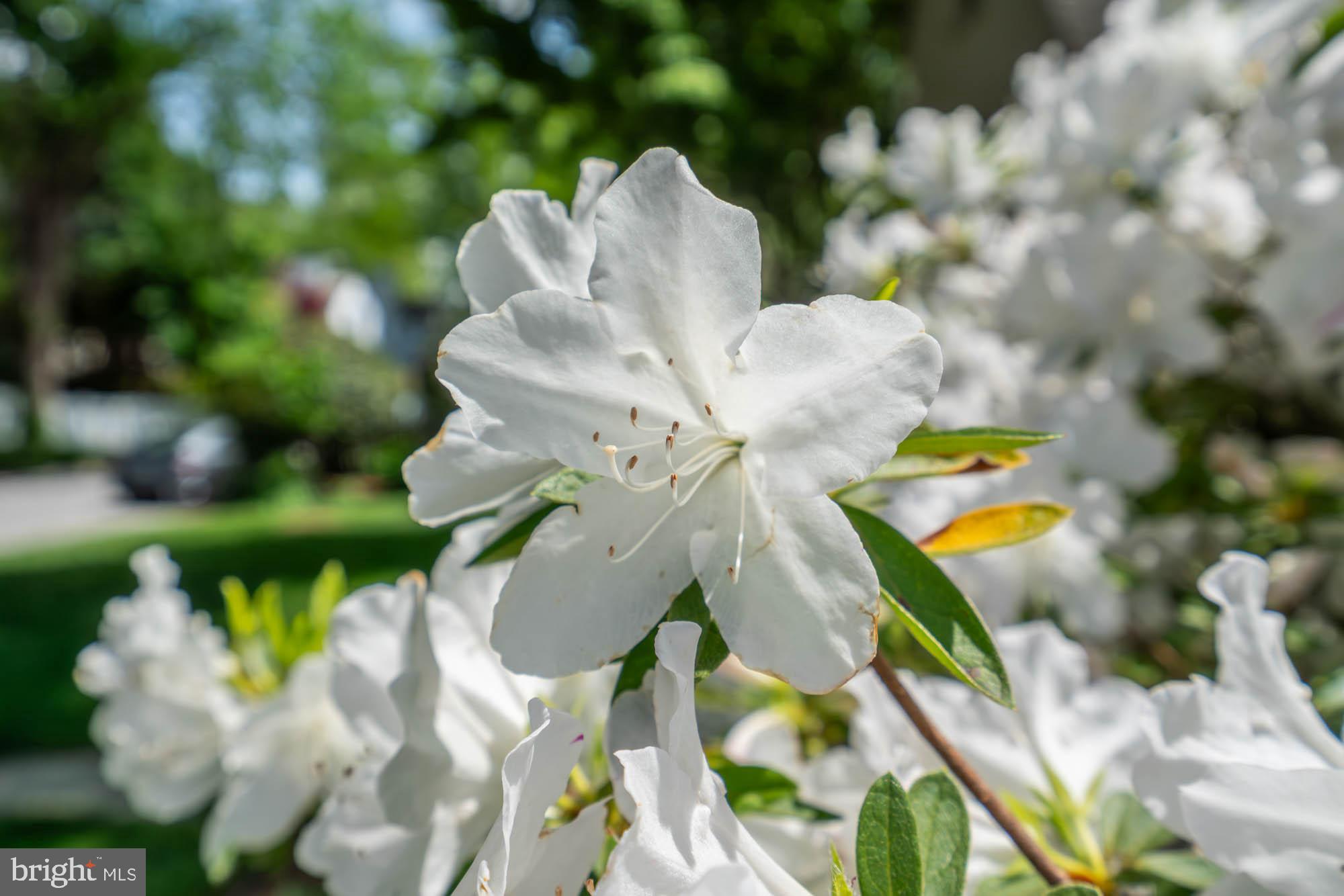 WESTGATE - Residential