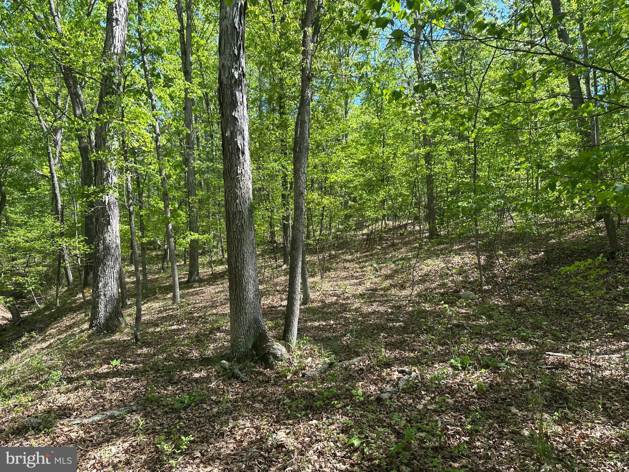 SOUTH POTOMAC FARMS # II - Land