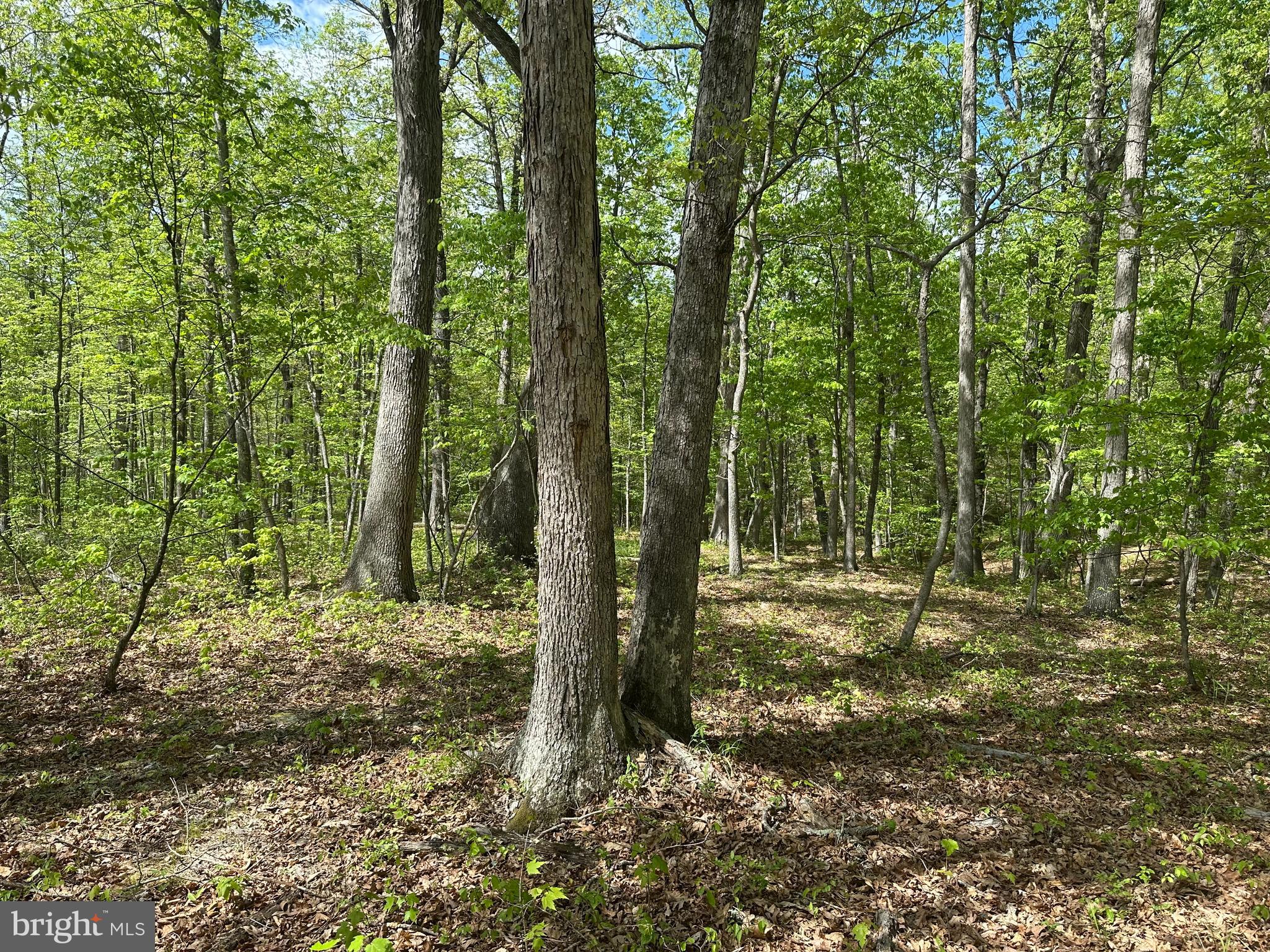 SOUTH POTOMAC FARMS # II - Land