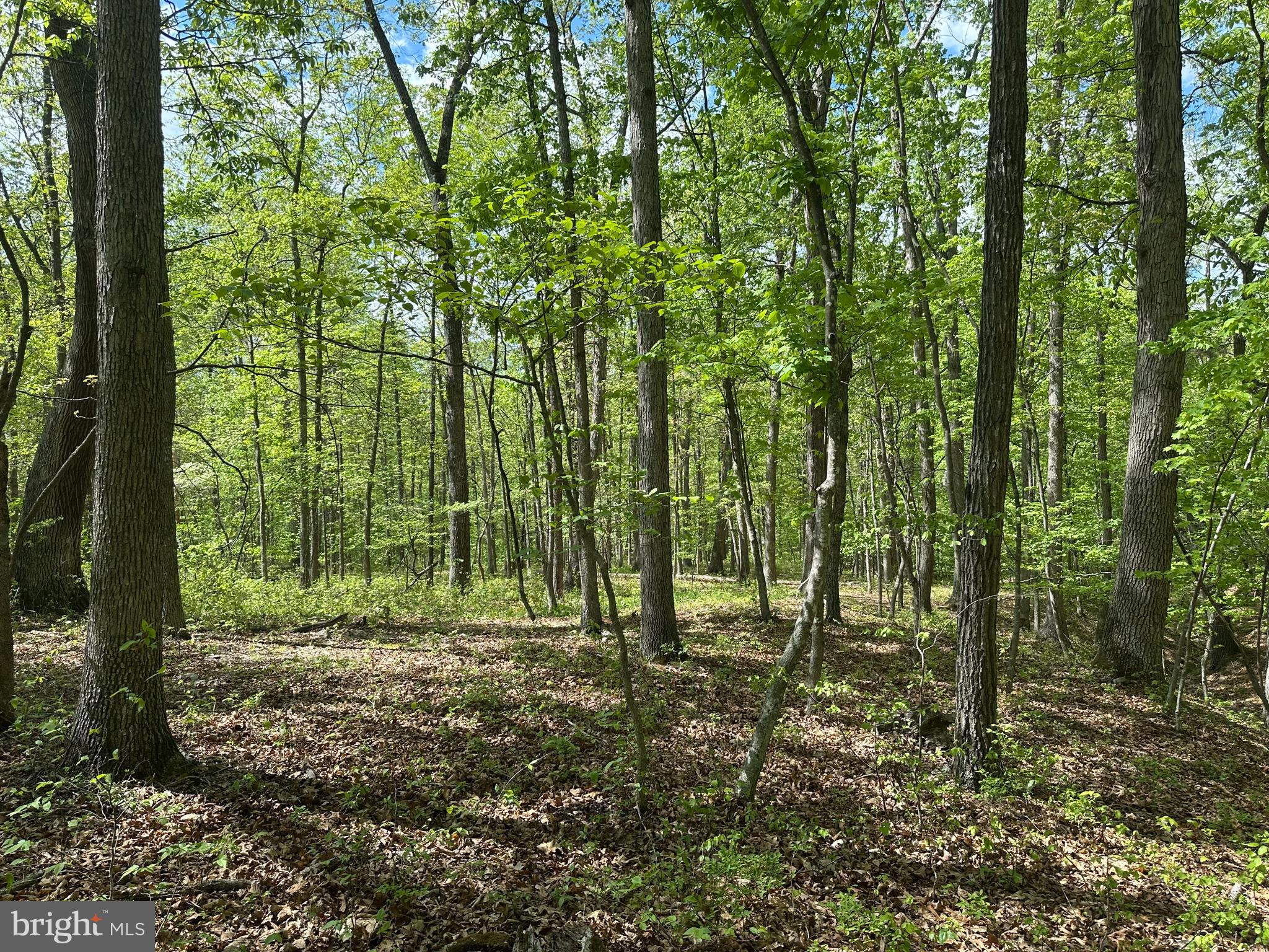 SOUTH POTOMAC FARMS # II - Land