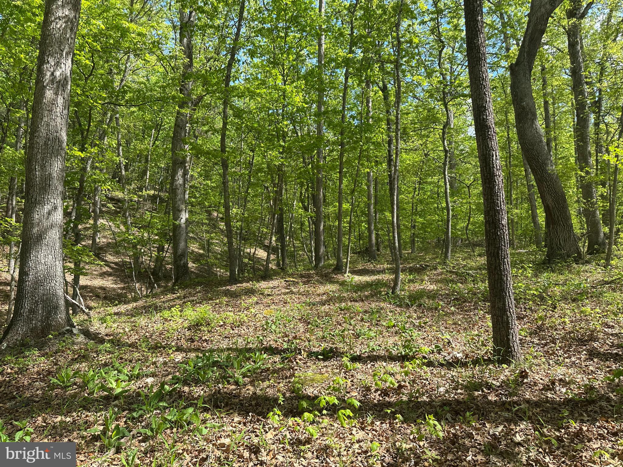 SOUTH POTOMAC FARMS # II - Land