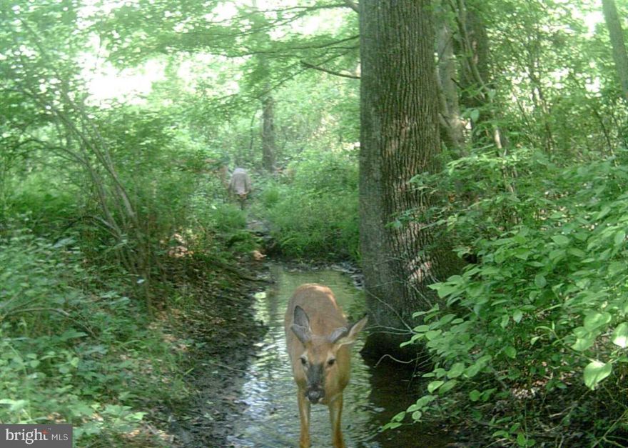 Sportsman's dream! Enjoy hunting an abundance of wildlife on 20 wooded acres, perfect your aim at the private 100m firing range, and enjoy riding on the trails already cut around the perimeter of the lot. Right of way easement is recorded in deed, oil and gas lease conveys to buyer.