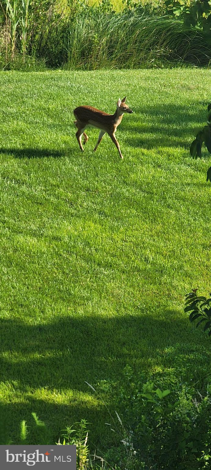 OCEAN PINES - THE POINT - Residential