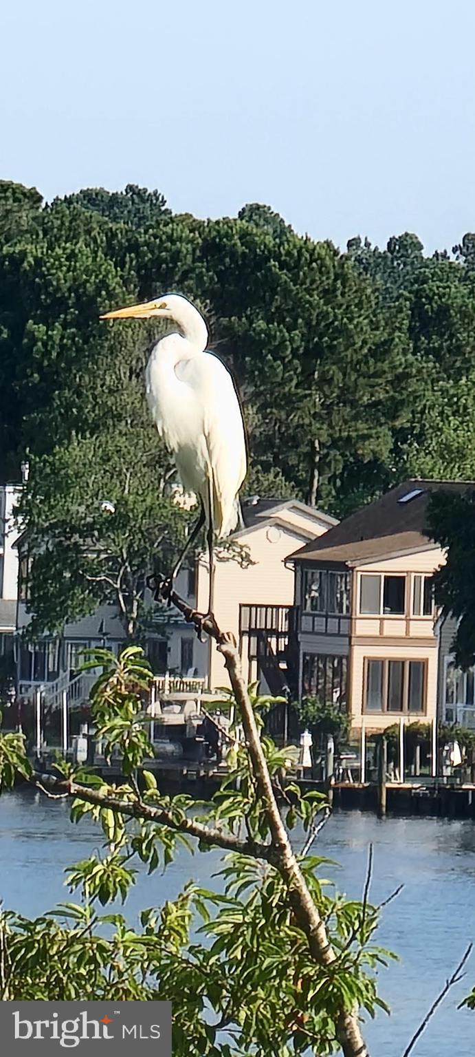 OCEAN PINES - THE POINT - Residential