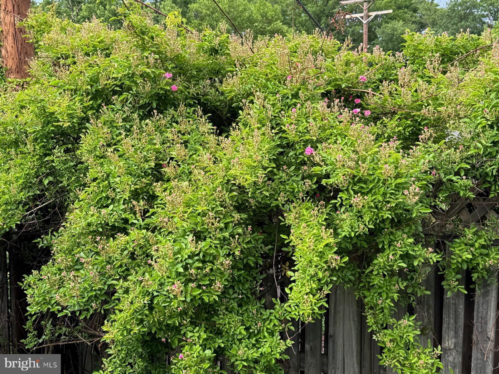 IDLEWILD AT BELAIR - Residential