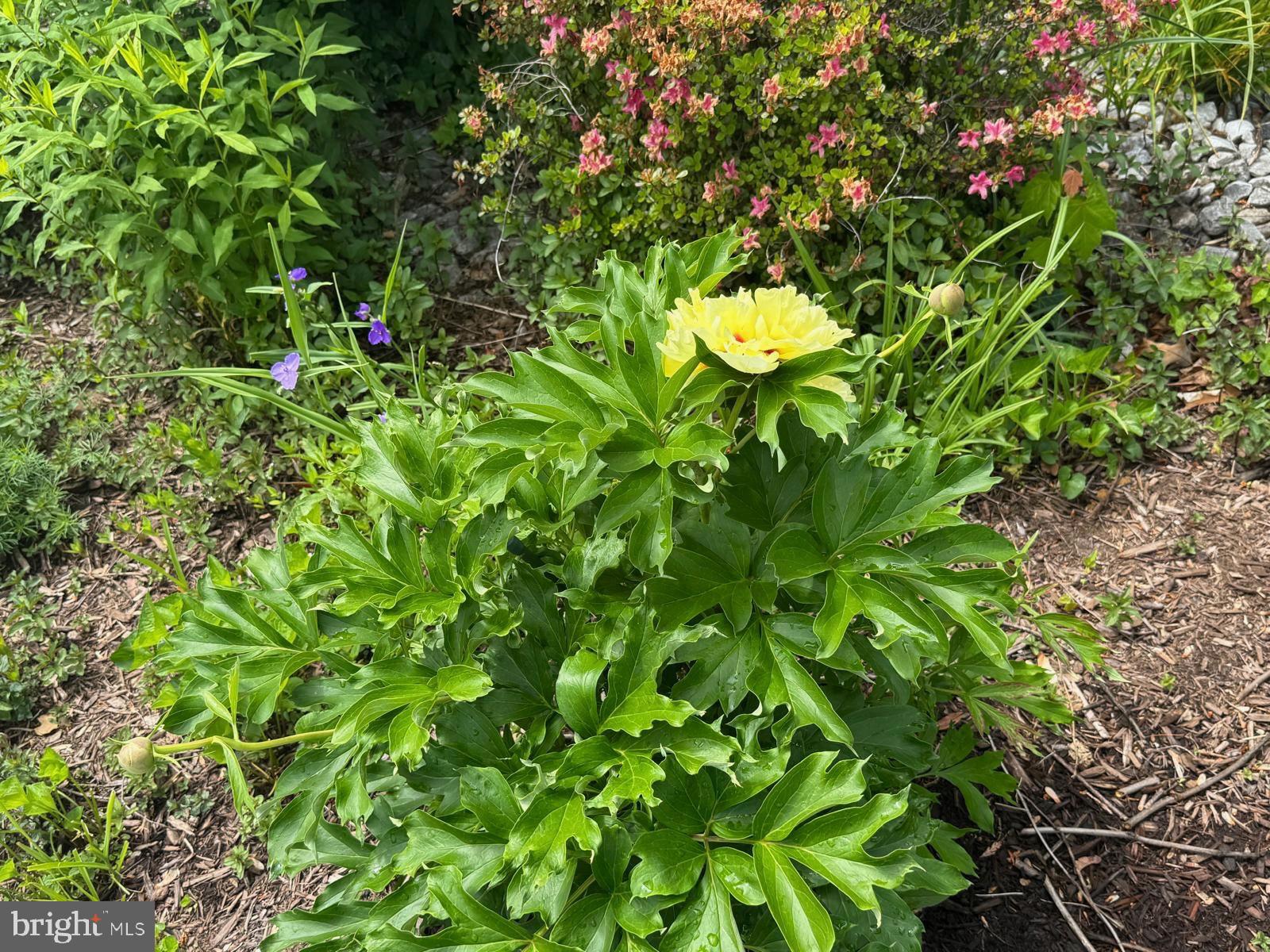 IDLEWILD AT BELAIR - Residential