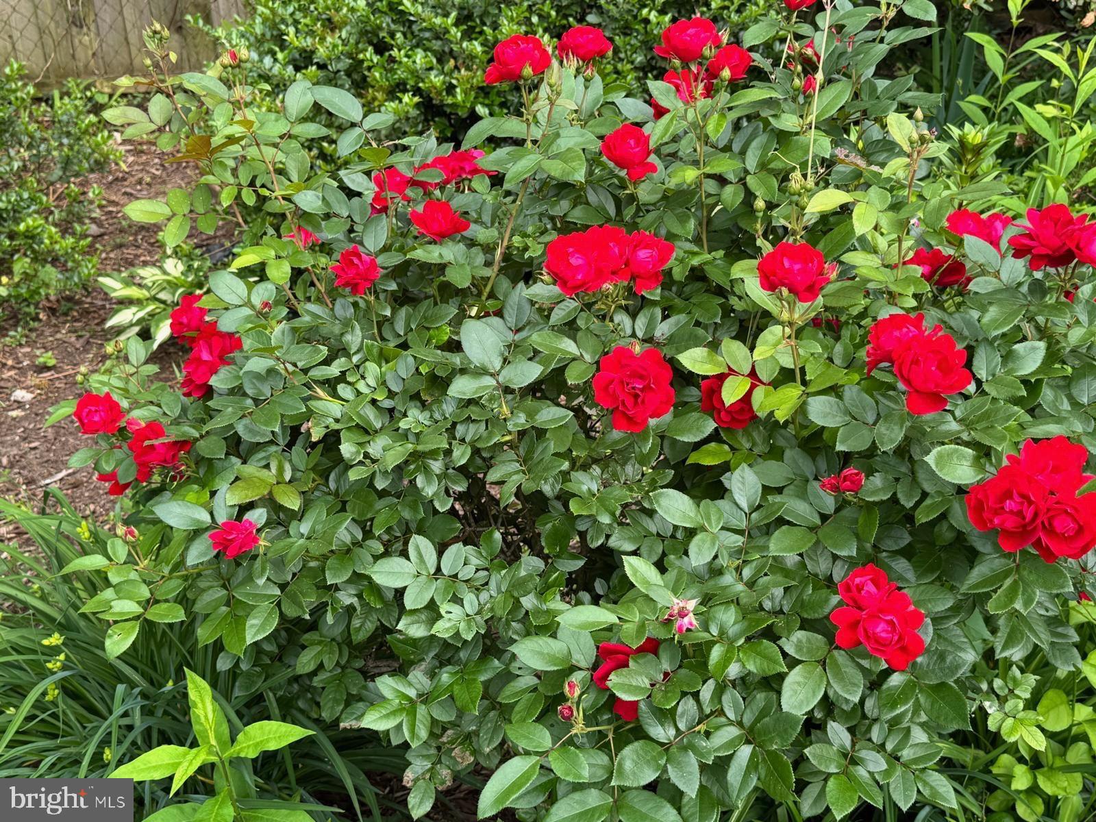 IDLEWILD AT BELAIR - Residential