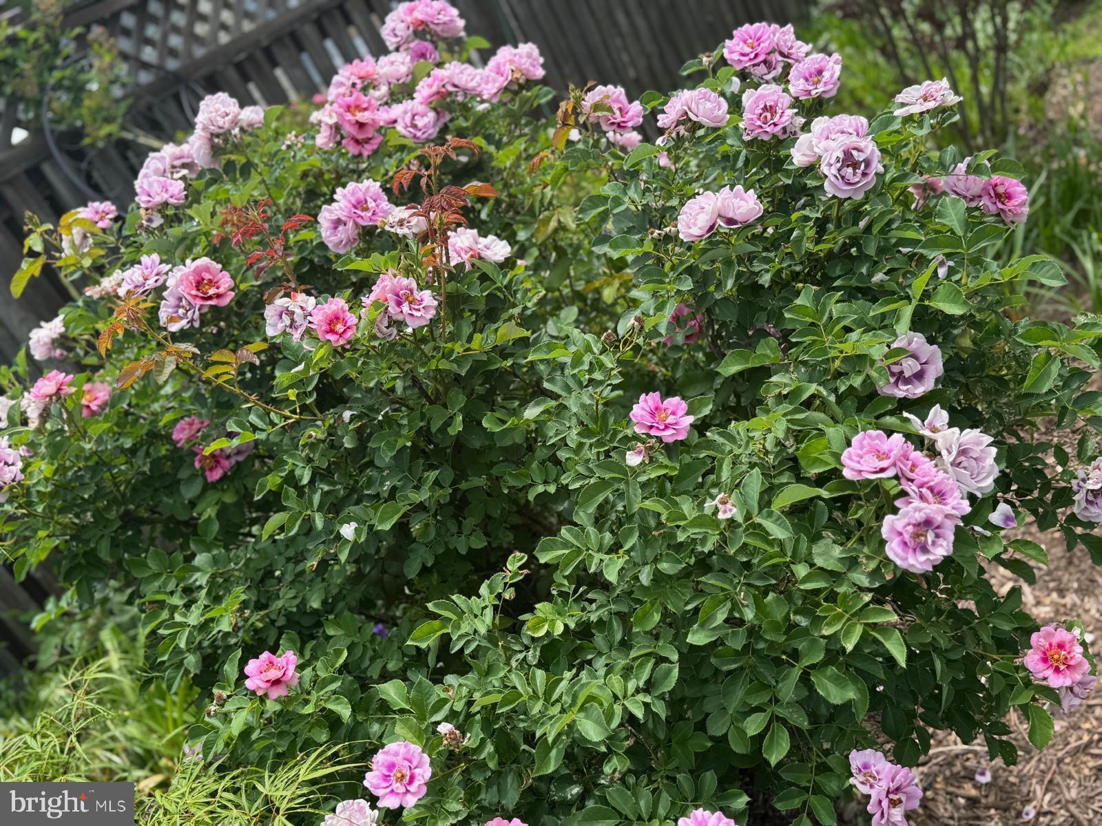 IDLEWILD AT BELAIR - Residential