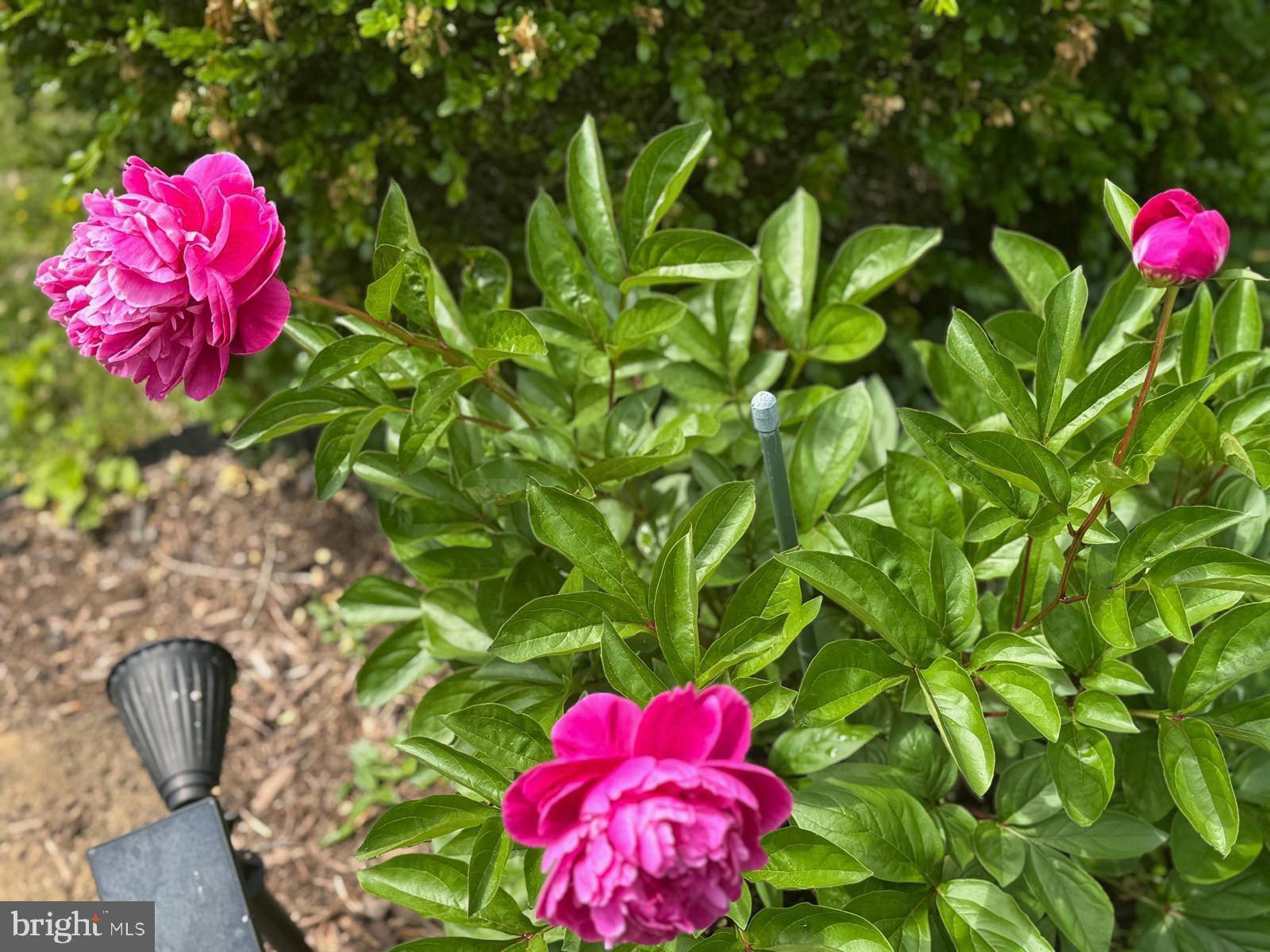 IDLEWILD AT BELAIR - Residential