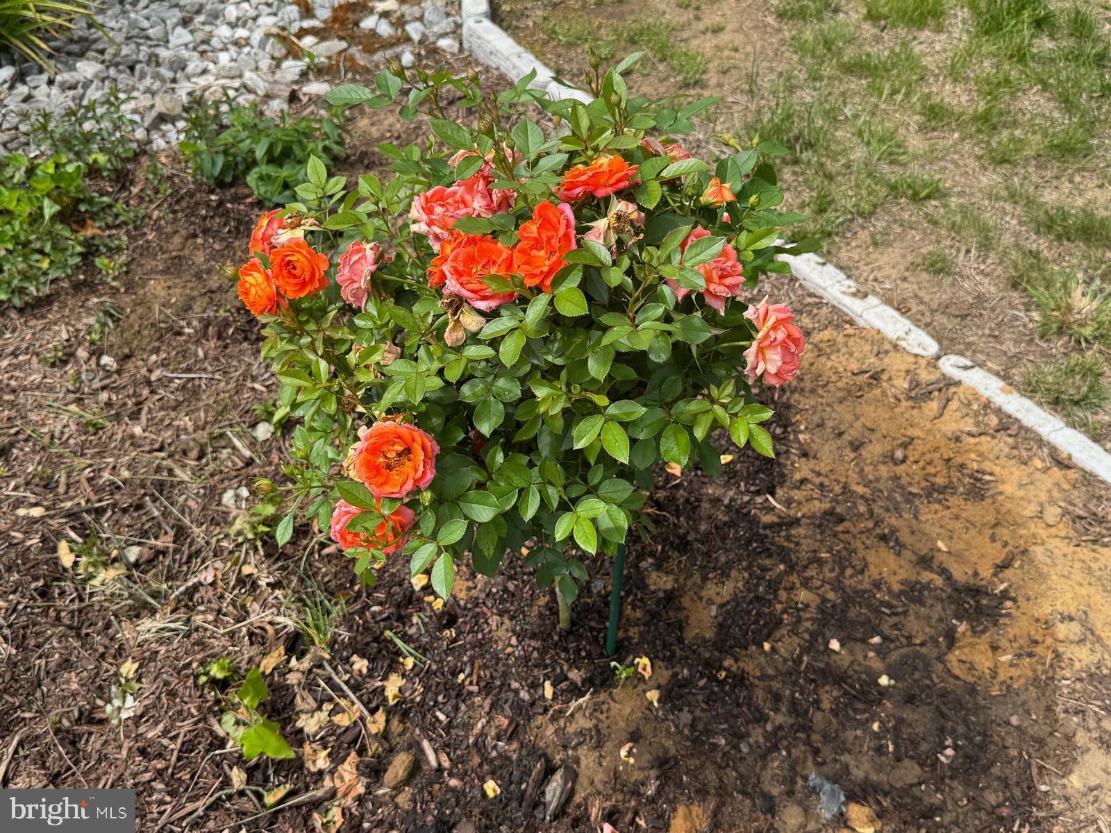 IDLEWILD AT BELAIR - Residential