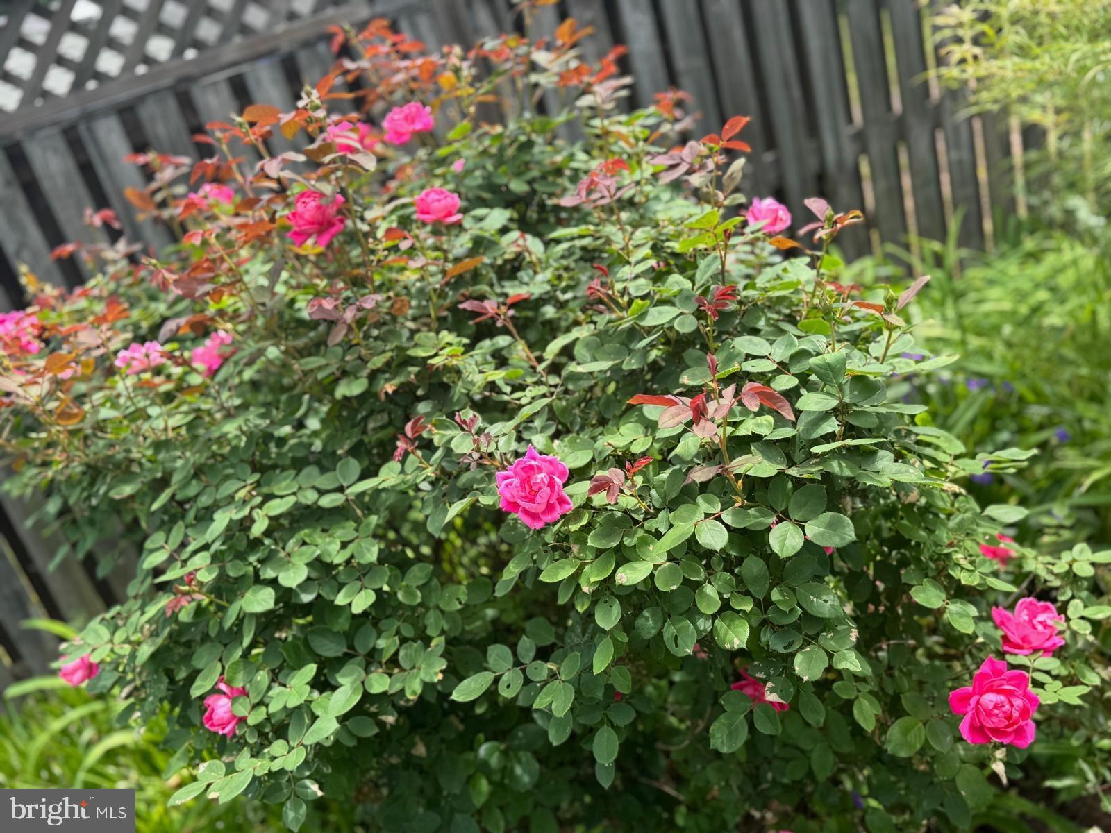 IDLEWILD AT BELAIR - Residential