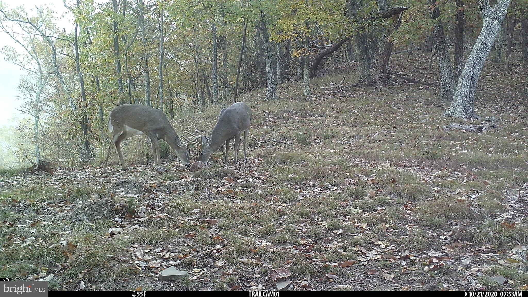 SHADOW KNOLLS - Residential
