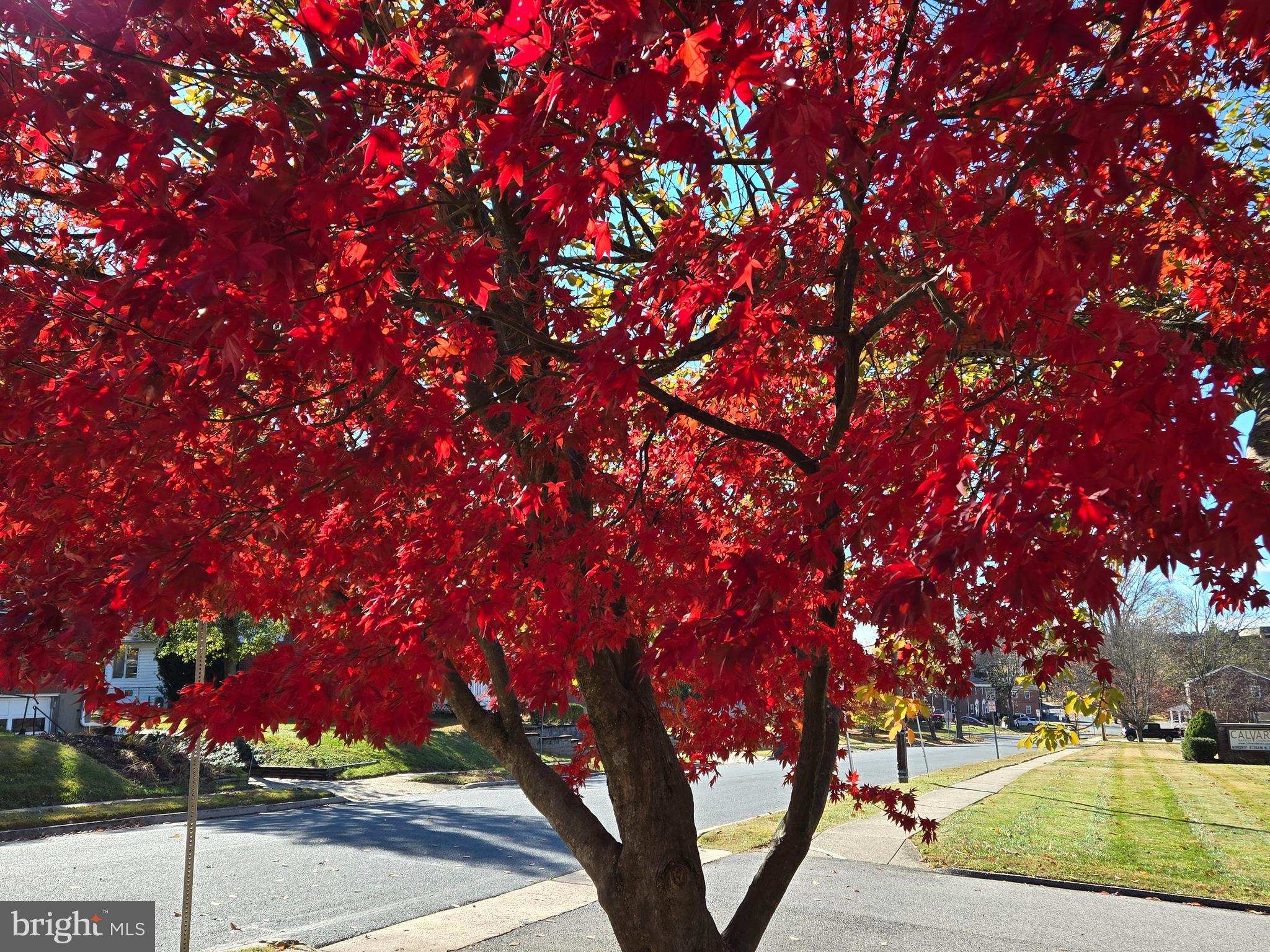 SHAMROCK - Residential