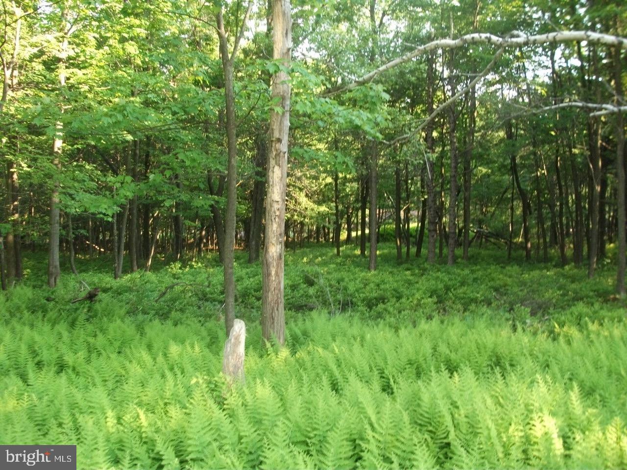TOWAMESING TRAILS - Land