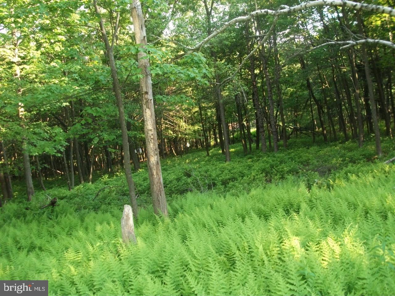 TOWAMESING TRAILS - Land