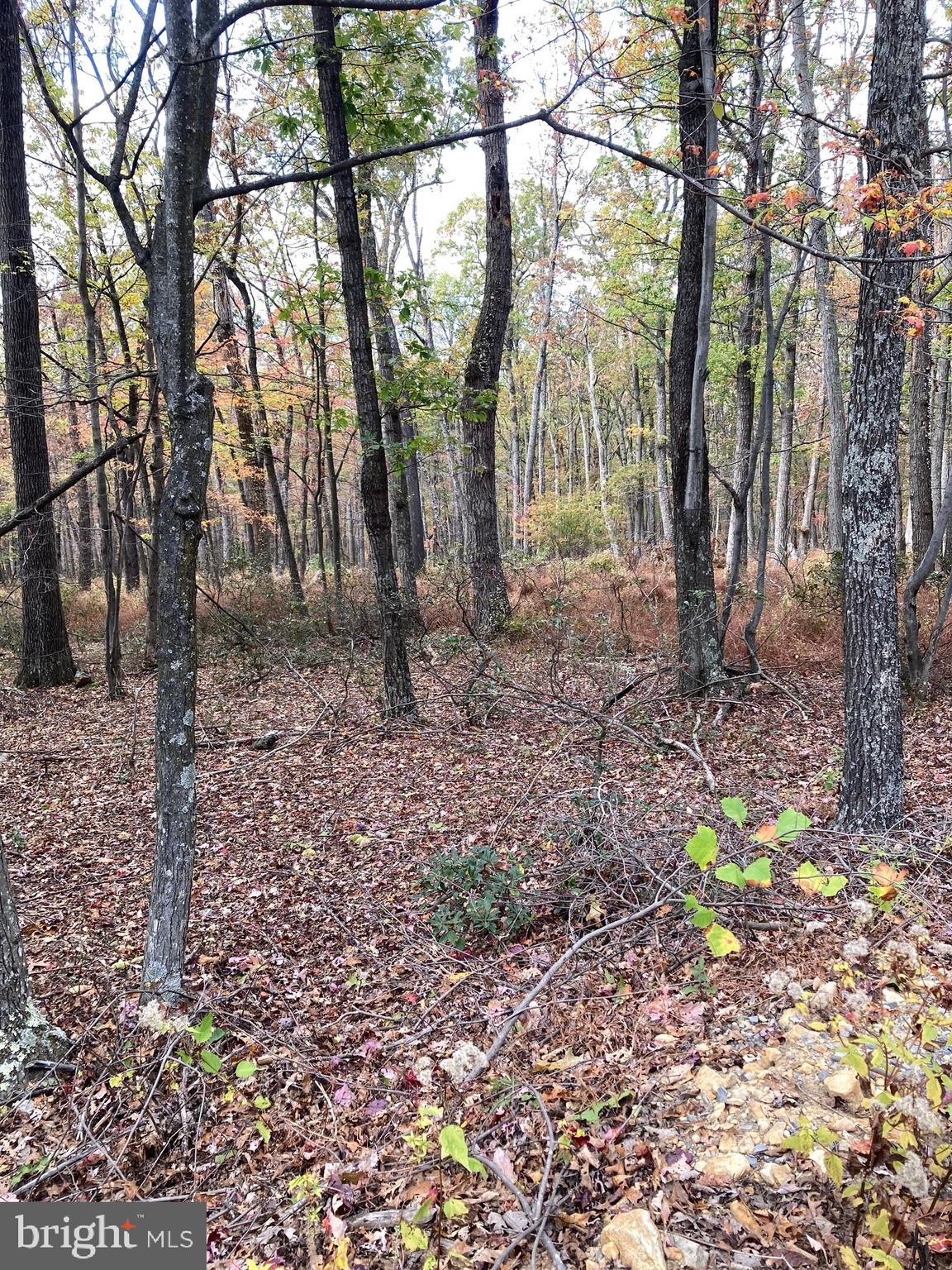 CABIN AT CAPON BRIDGE - Land