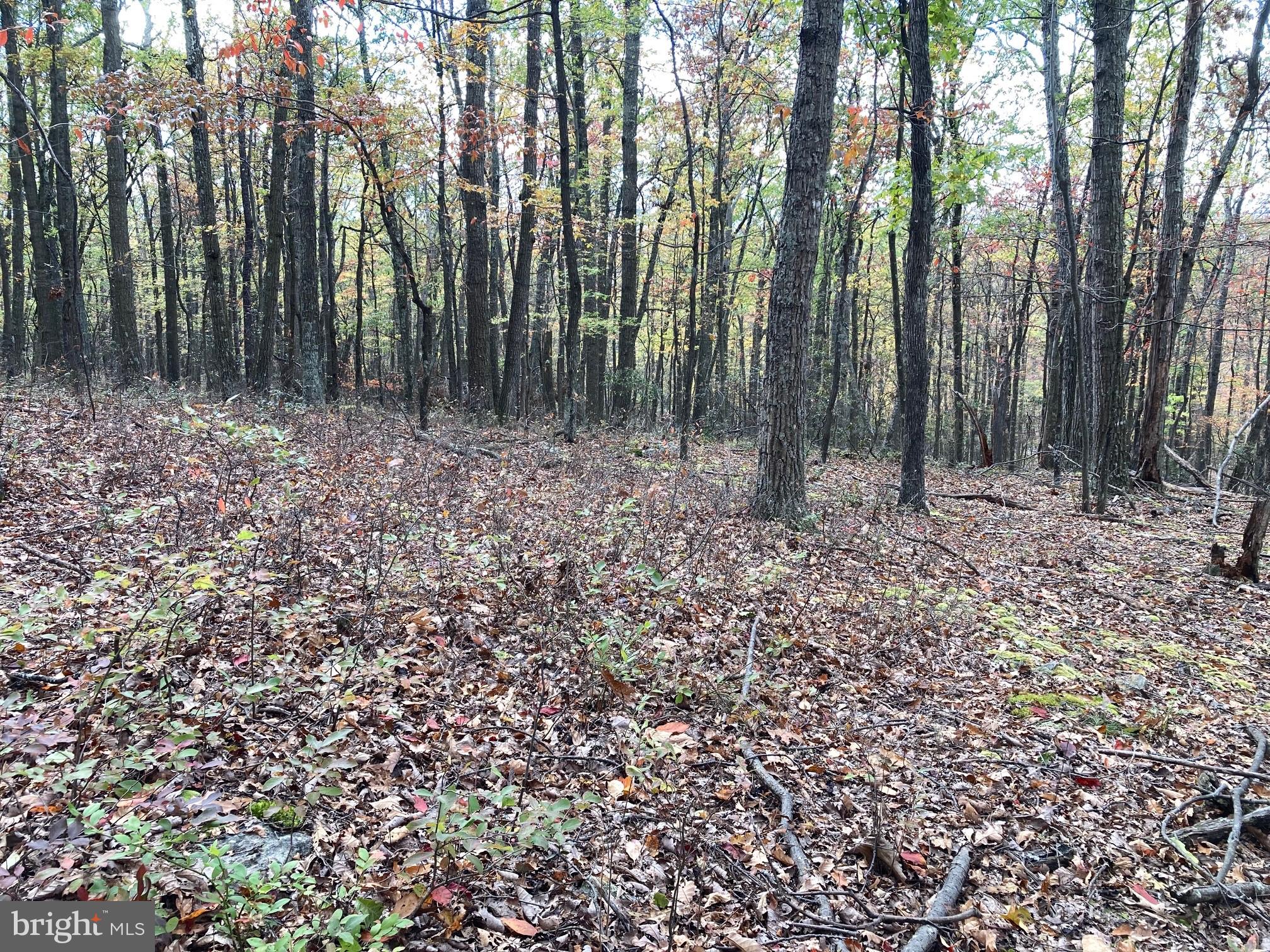 CABIN AT CAPON BRIDGE - Land