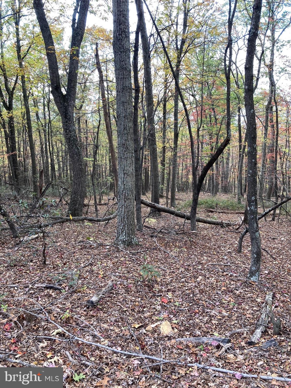 CABIN AT CAPON BRIDGE - Land