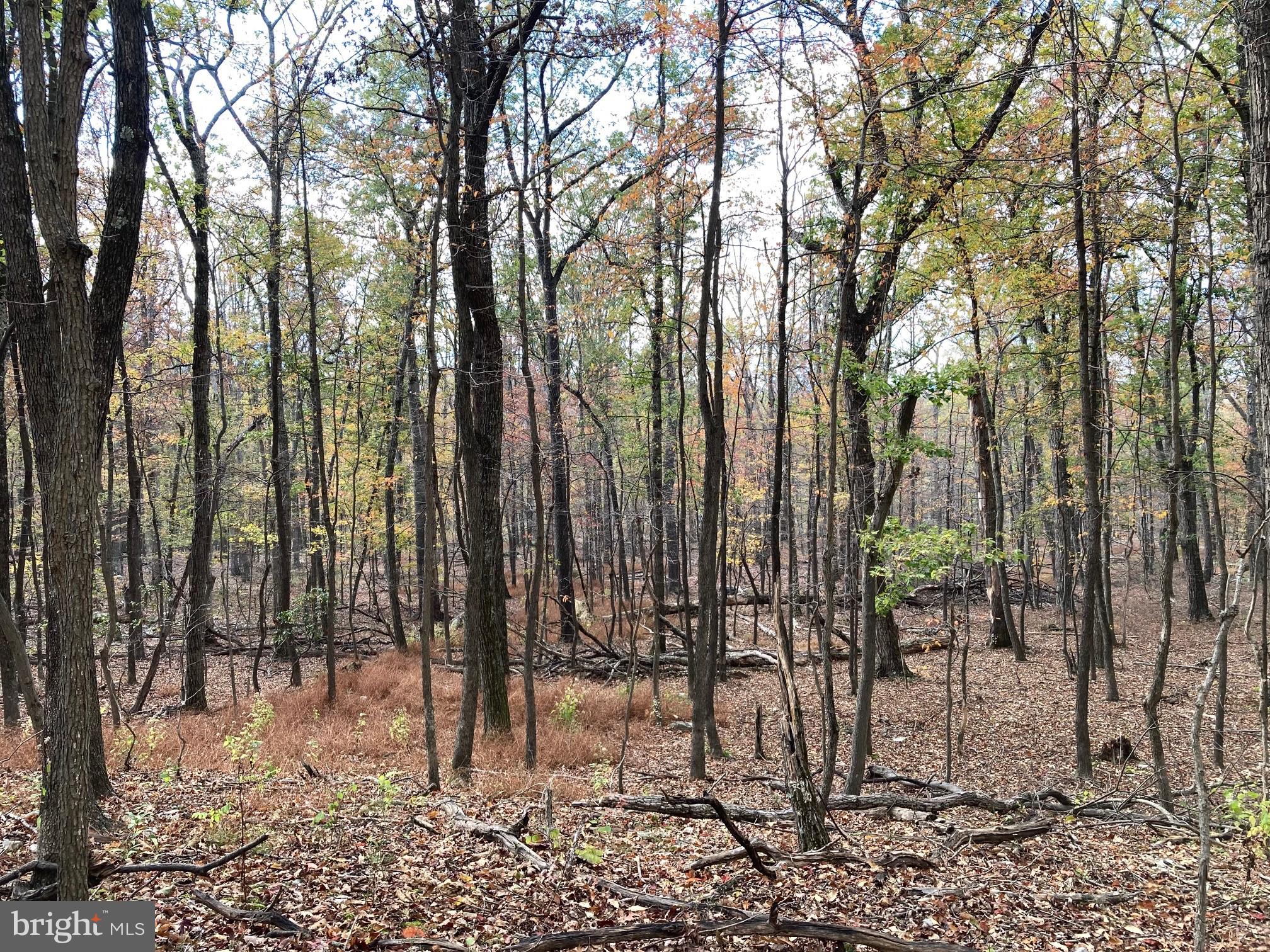 CABIN AT CAPON BRIDGE - Land