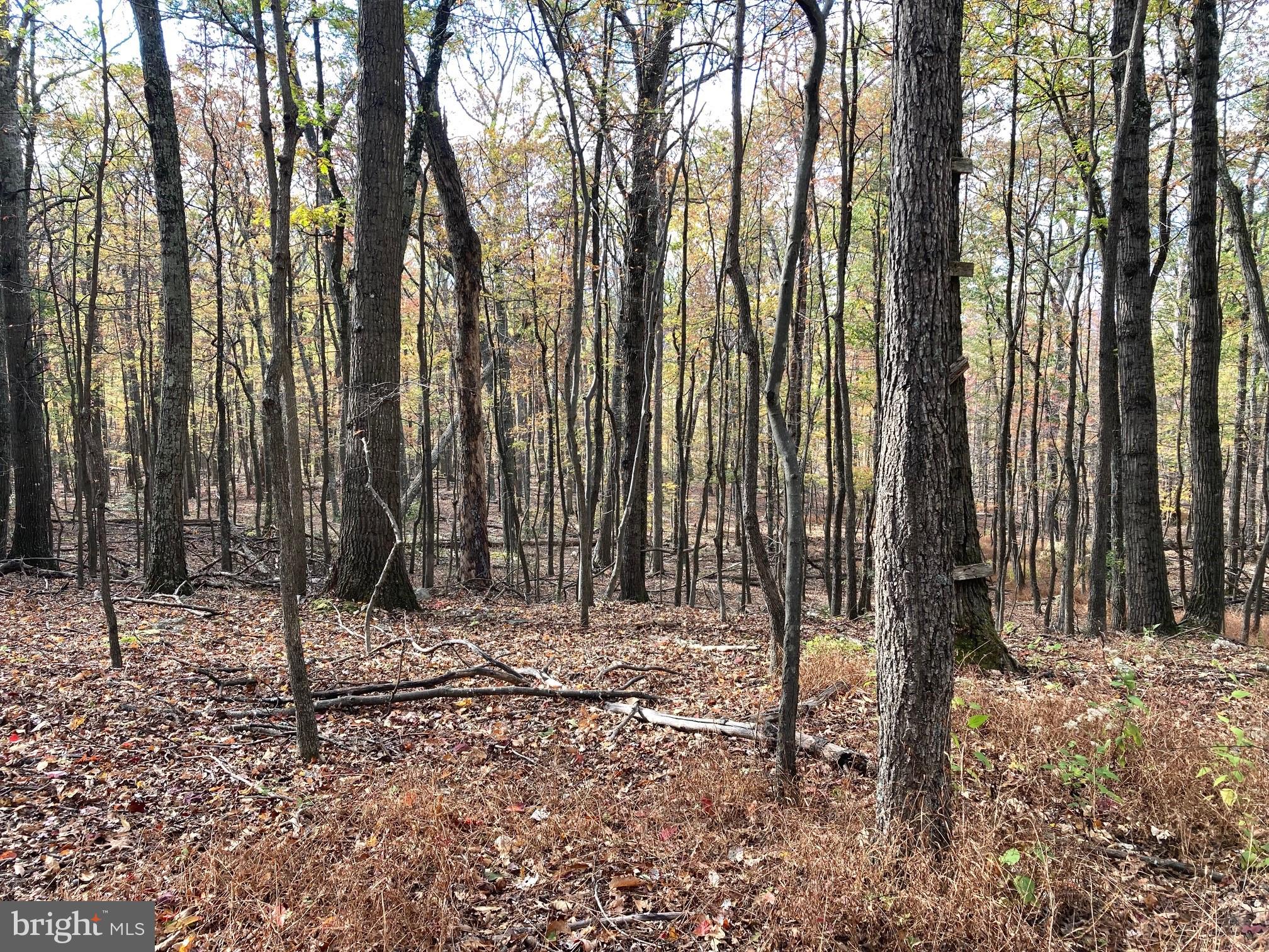 CABIN AT CAPON BRIDGE - Land