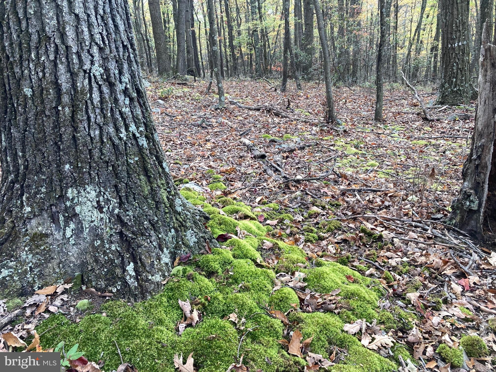 CABIN AT CAPON BRIDGE - Land