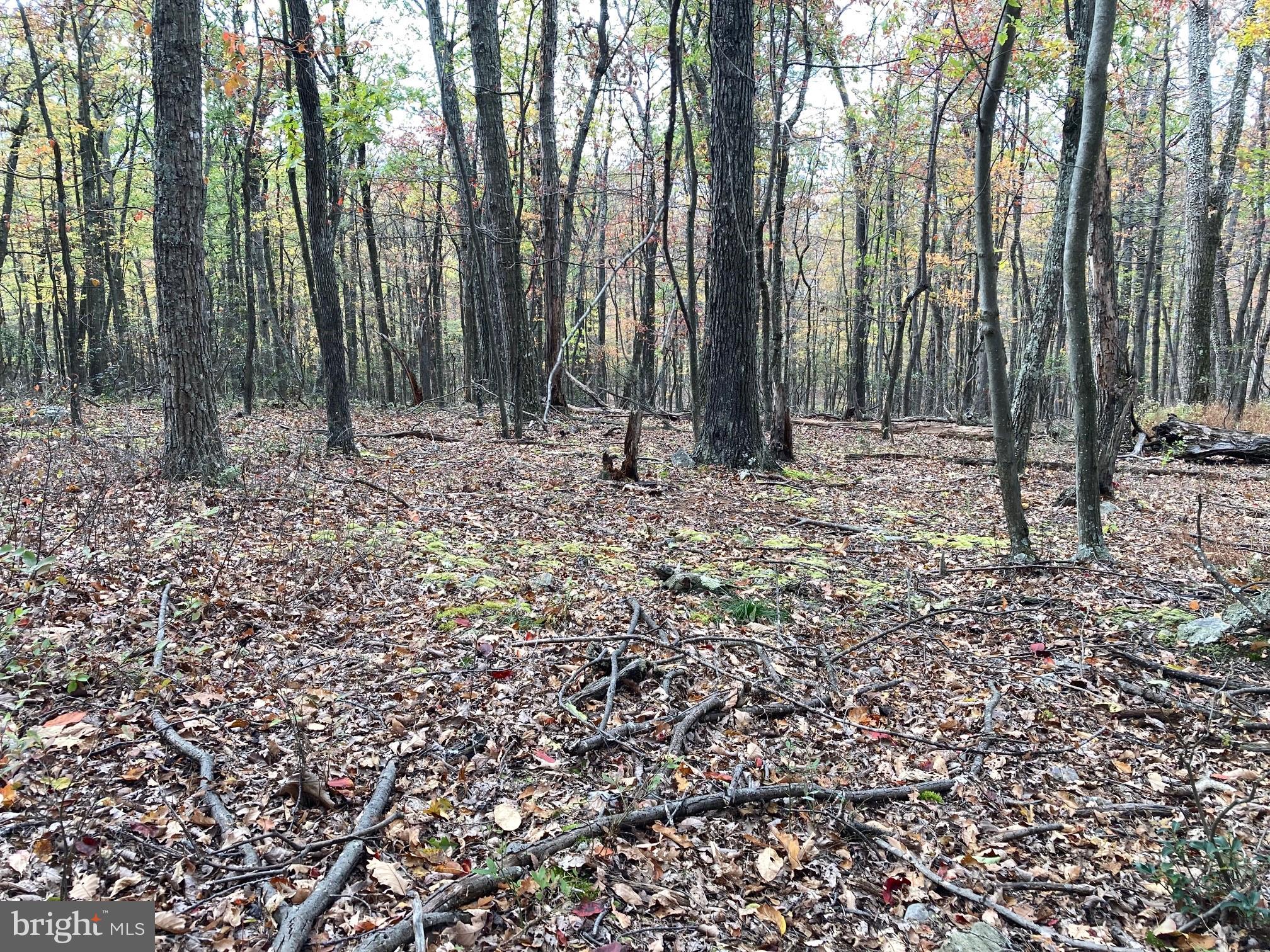 CABIN AT CAPON BRIDGE - Land