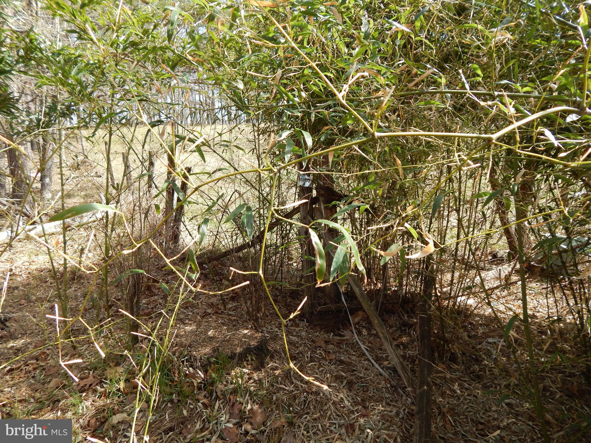 CACAPON SOUTH - Land