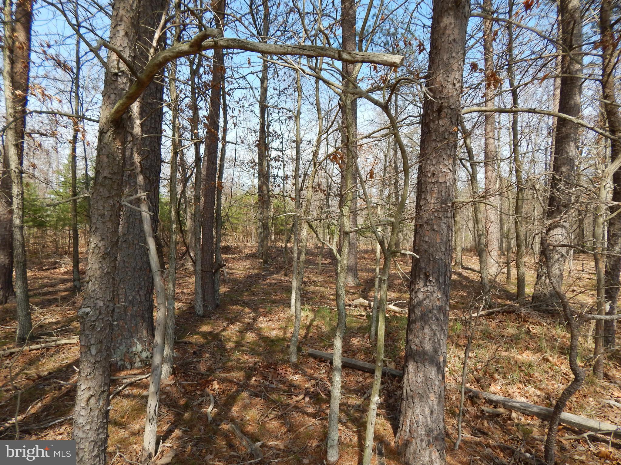 CACAPON SOUTH - Land