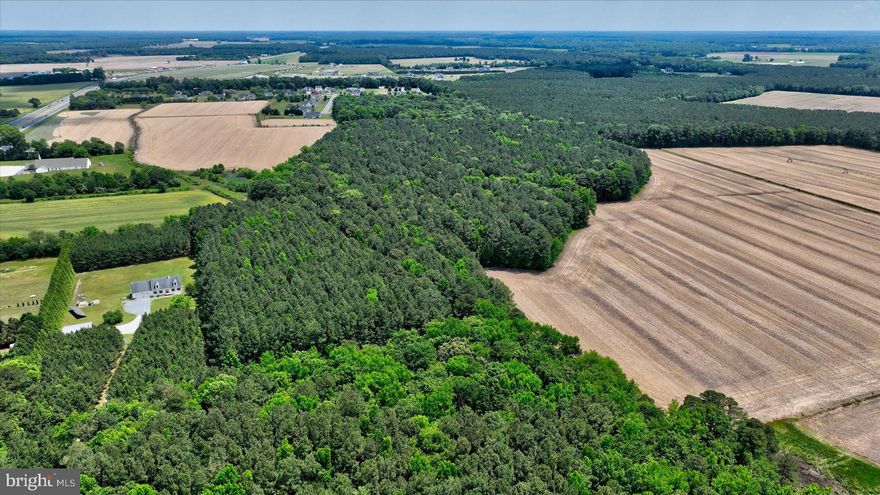 Buyer's Must Sell Fell Through. Beautiful,  secluded lot  just minutes from Salisbury, Maryland. This hidden gem consists of 7.91 acres,  5 acres  of which are a Tree Farm planted with loblolly pines, now nearing maturity. The remaining acreage  is forested and has been left undisturbed for decades. It is a haven for wildlife, perfect for hunting or simply being close to nature.  Three rows of white pines lead from the highway to an offset  place of tranquility where you can build your dream home.   Well and septic are required.