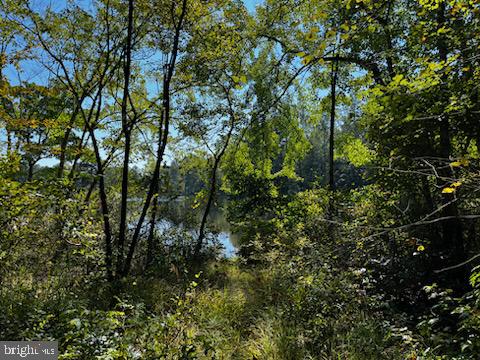 CAROLINE PINES - Land