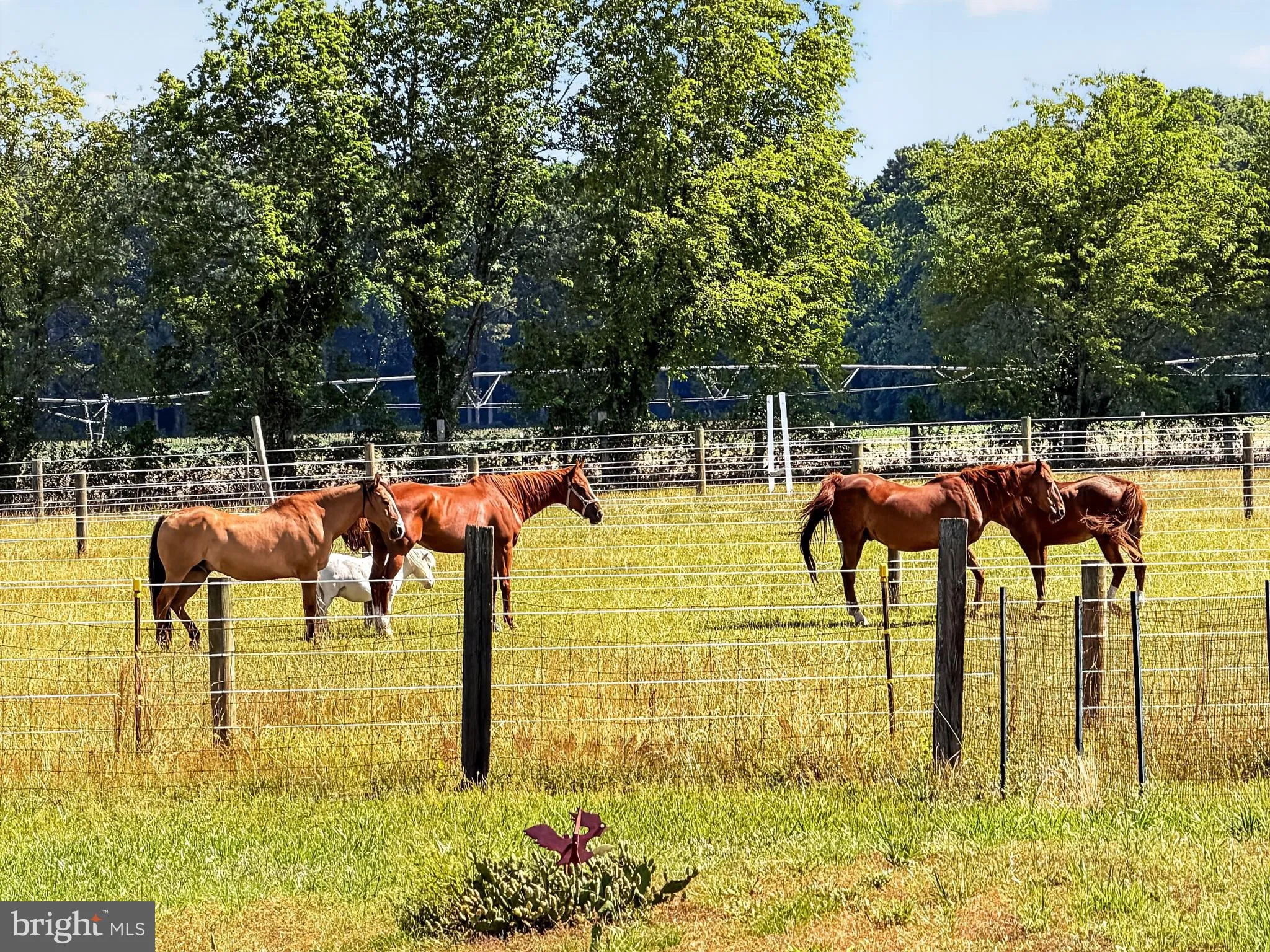 Additional image 71 of 12855 Whitesville Road, Delmar, DE 19940
