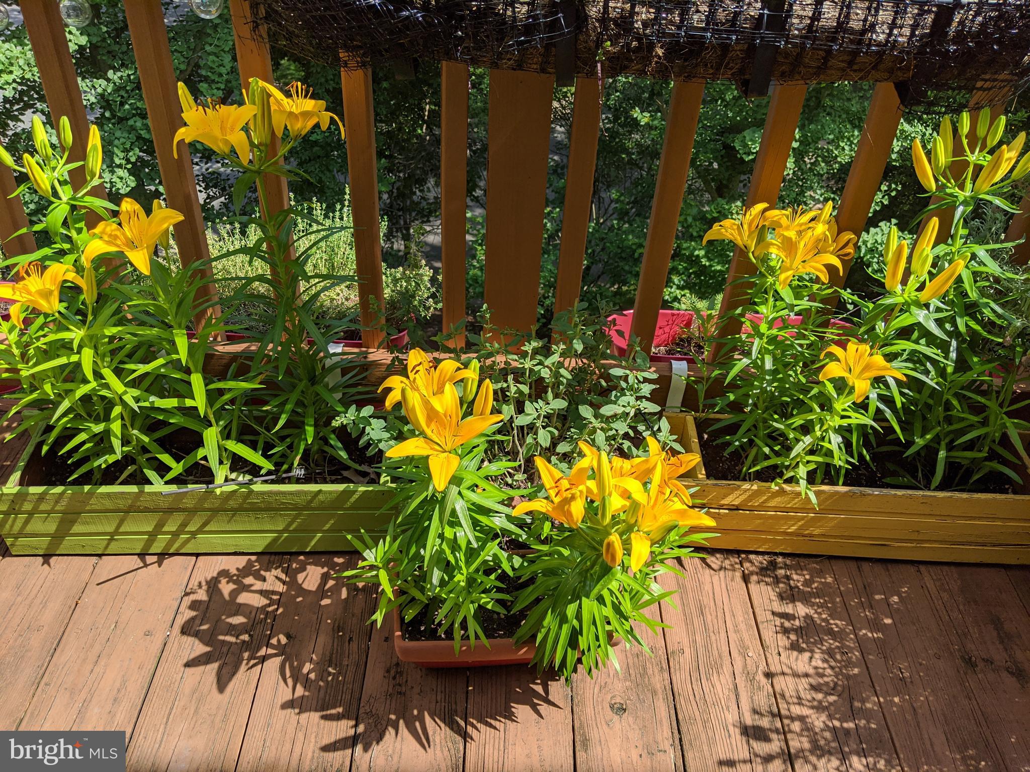 PT ROCKVILLE TWN RES 1 - Residential